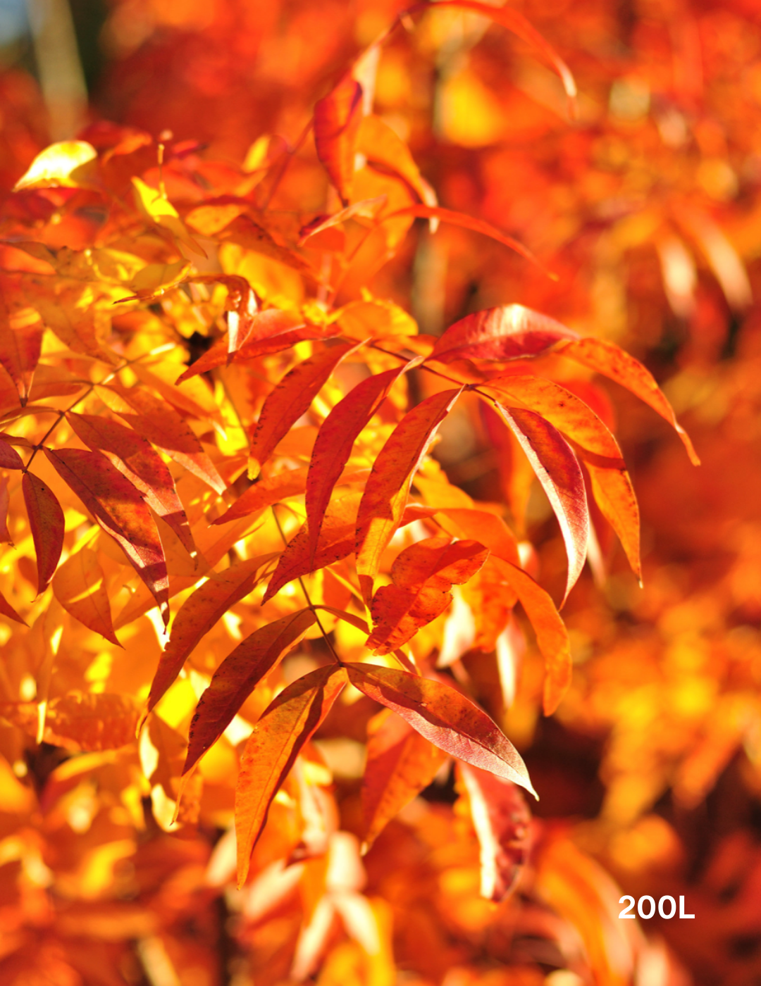Pistacia chinensis - Evergreen Trees Direct