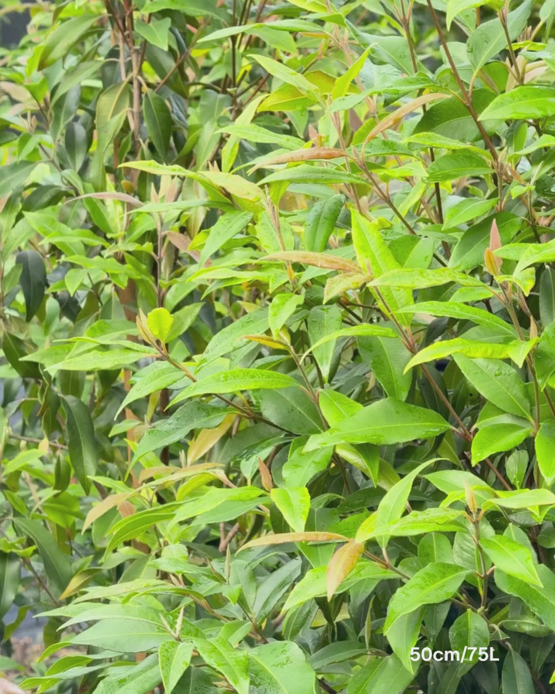 Load video: Backhousia citriodora Lemon Myrtle