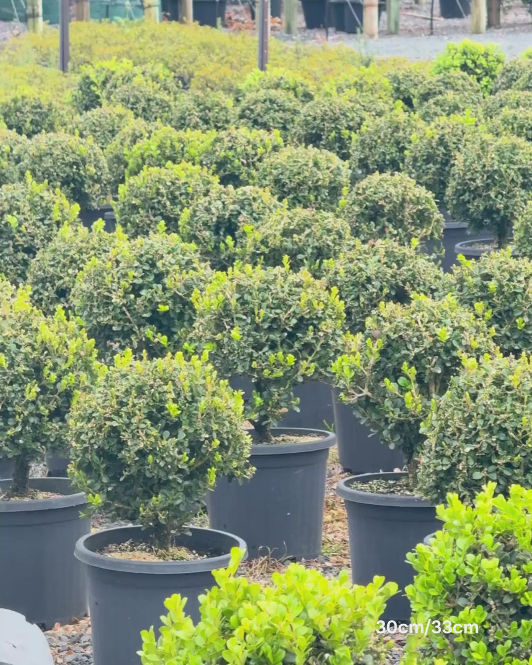 Load video: Buxus japonica Japanese Box Topiary Balls