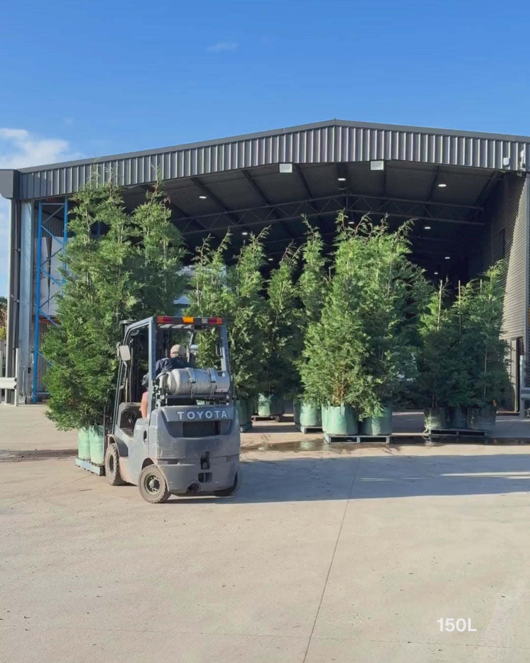 Load video: Cupressus leylandii 'Leighton Green'
