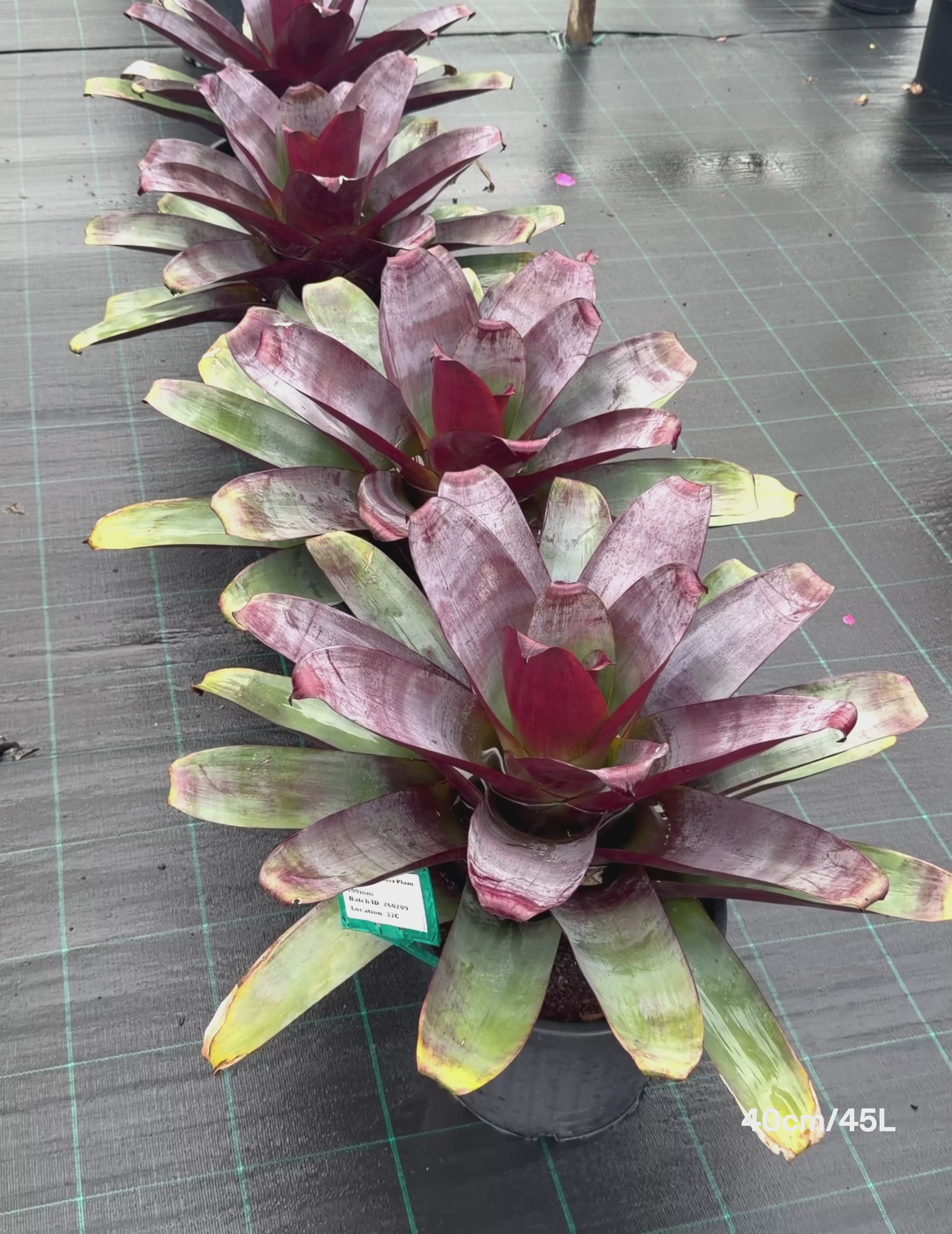 Load video: Alcantarea imperialis ‘Silver Plum’ – Silver Plum Bromeliad