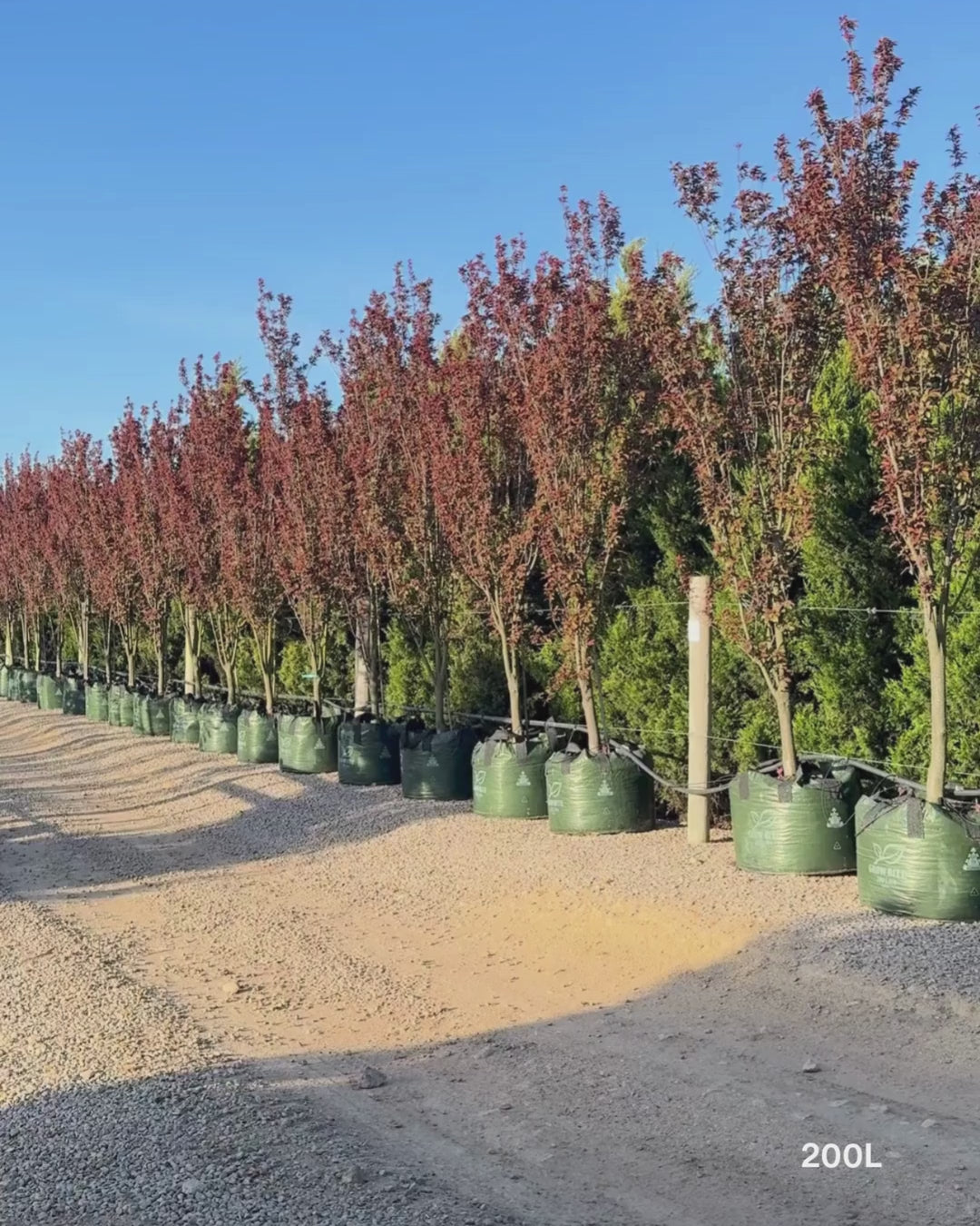 Load video: Prunus cerasifera 'Oakville Crimson Spire'