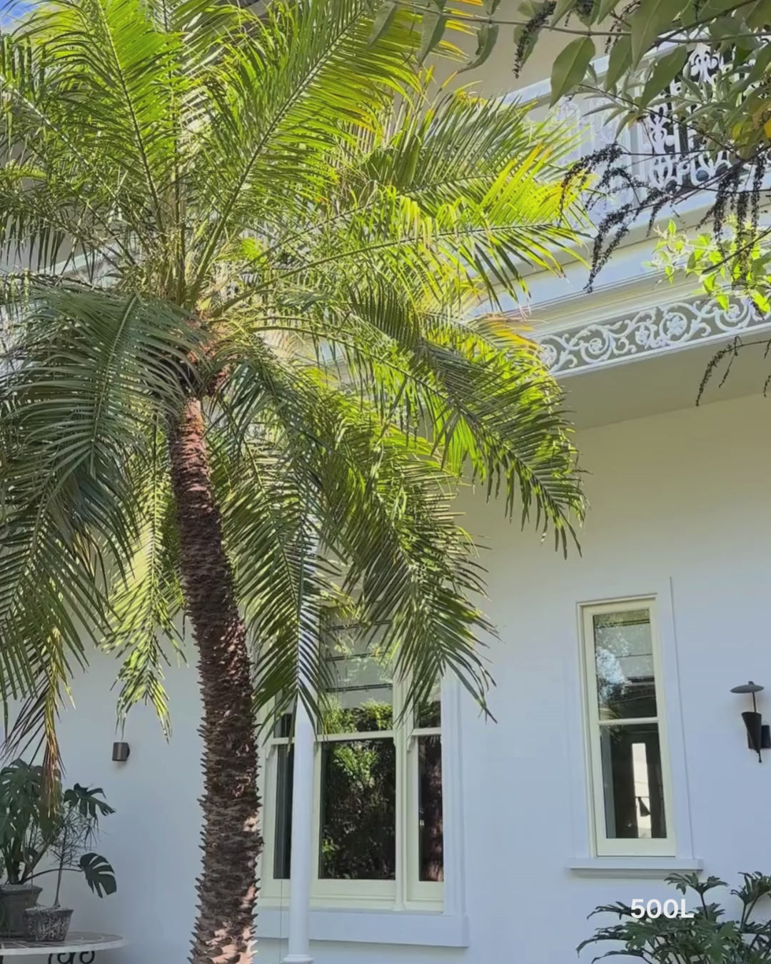 Load video: Phoenix Roebellini (Pygmy Date Palm)