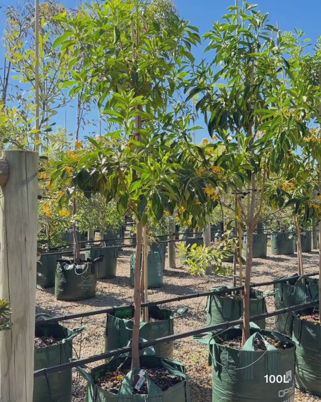 Load video: Hymenosporum flavum - Native Frangipani