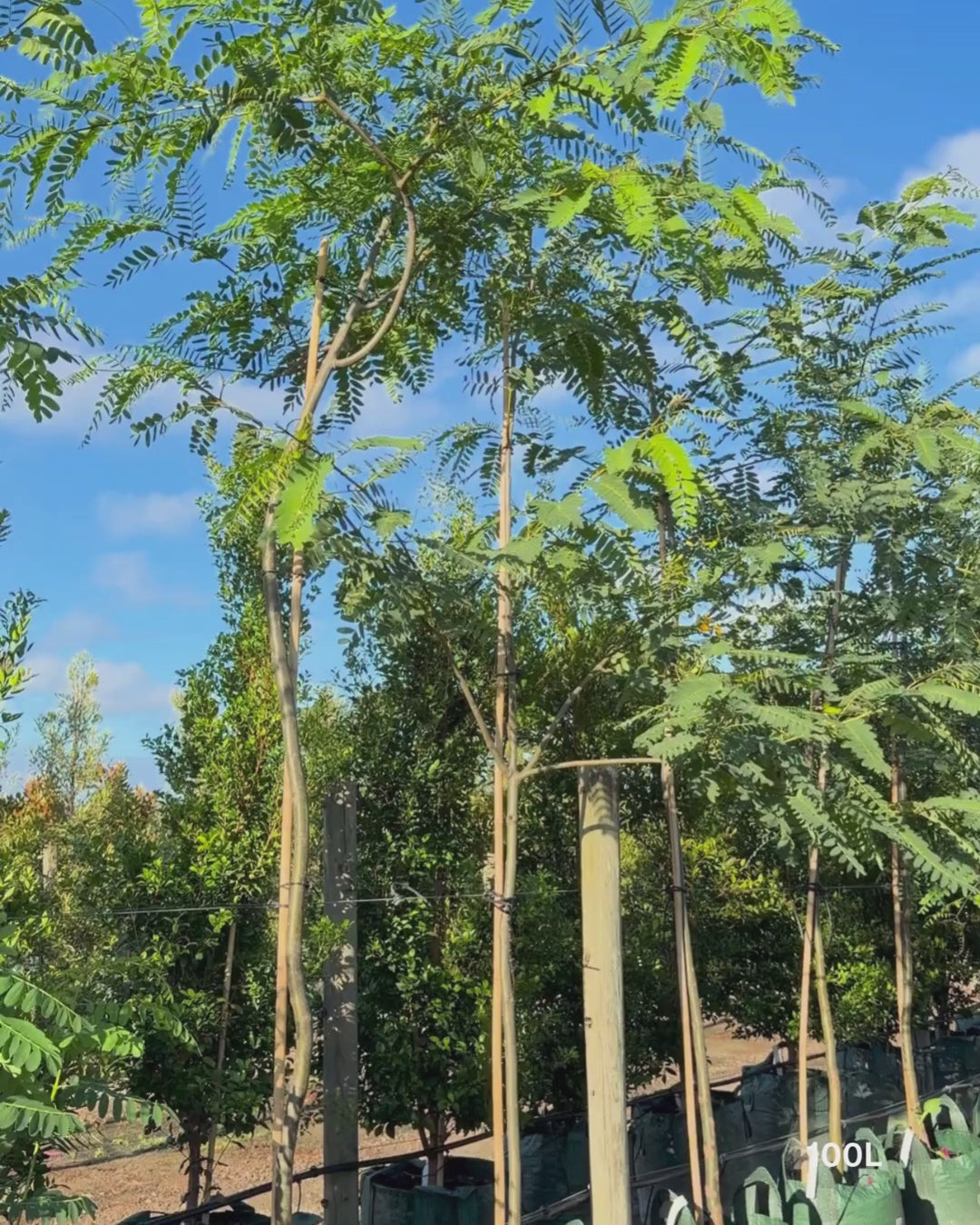 Load video: Tipuana tipu – Pride of Bolivia / Rosewood Tree