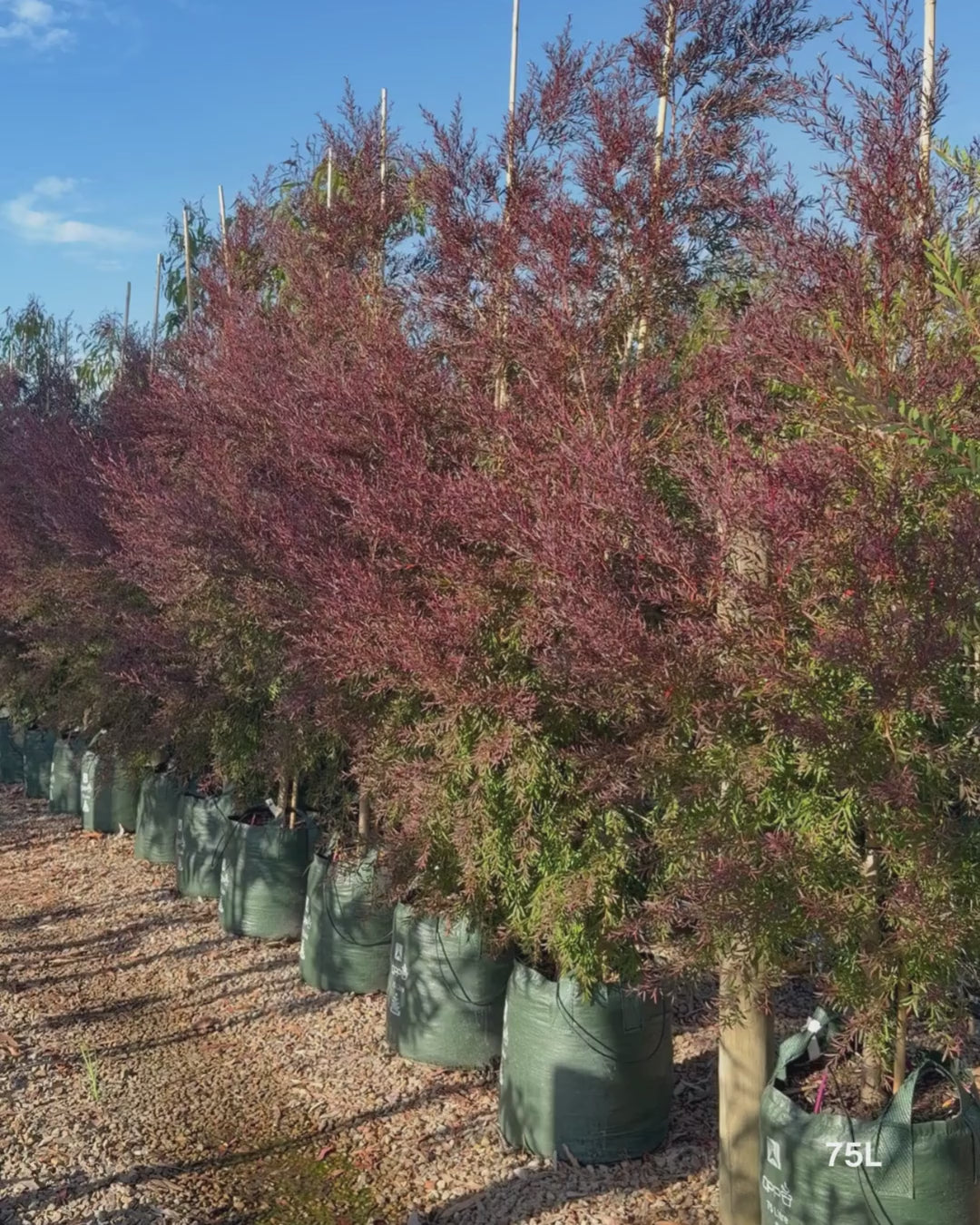 Load video: Leptospermum obovatum 'Starry Night' – Starry Night Tea Tree