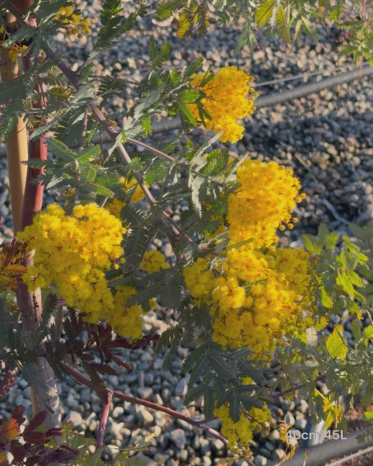 Load video: Acacia baileyana 'Purpurea' - Purple-Leaf Wattle