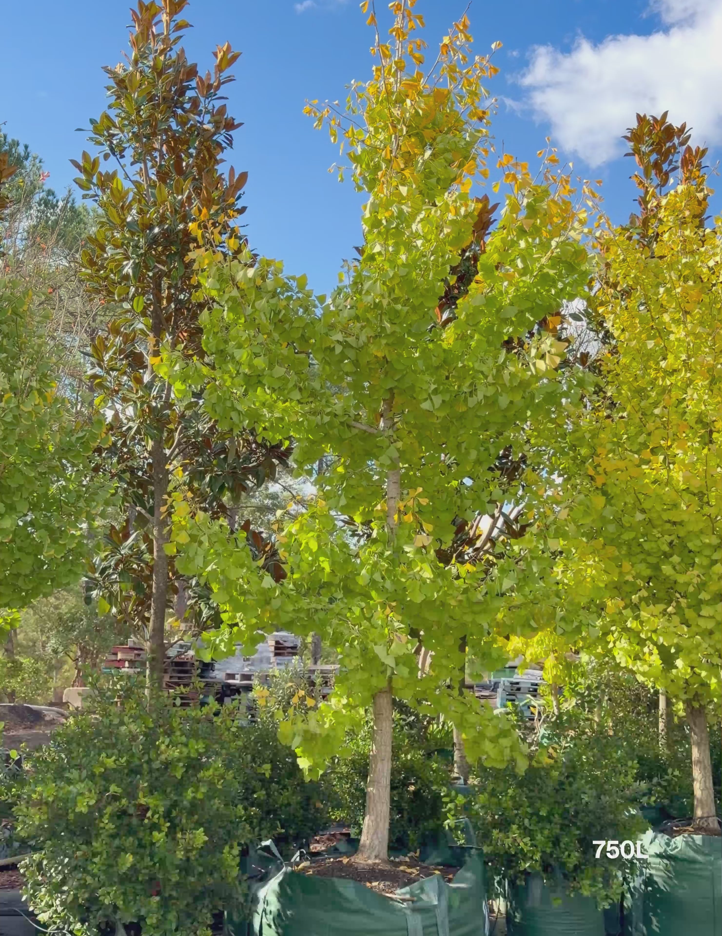 Load video: Ginkgo biloba