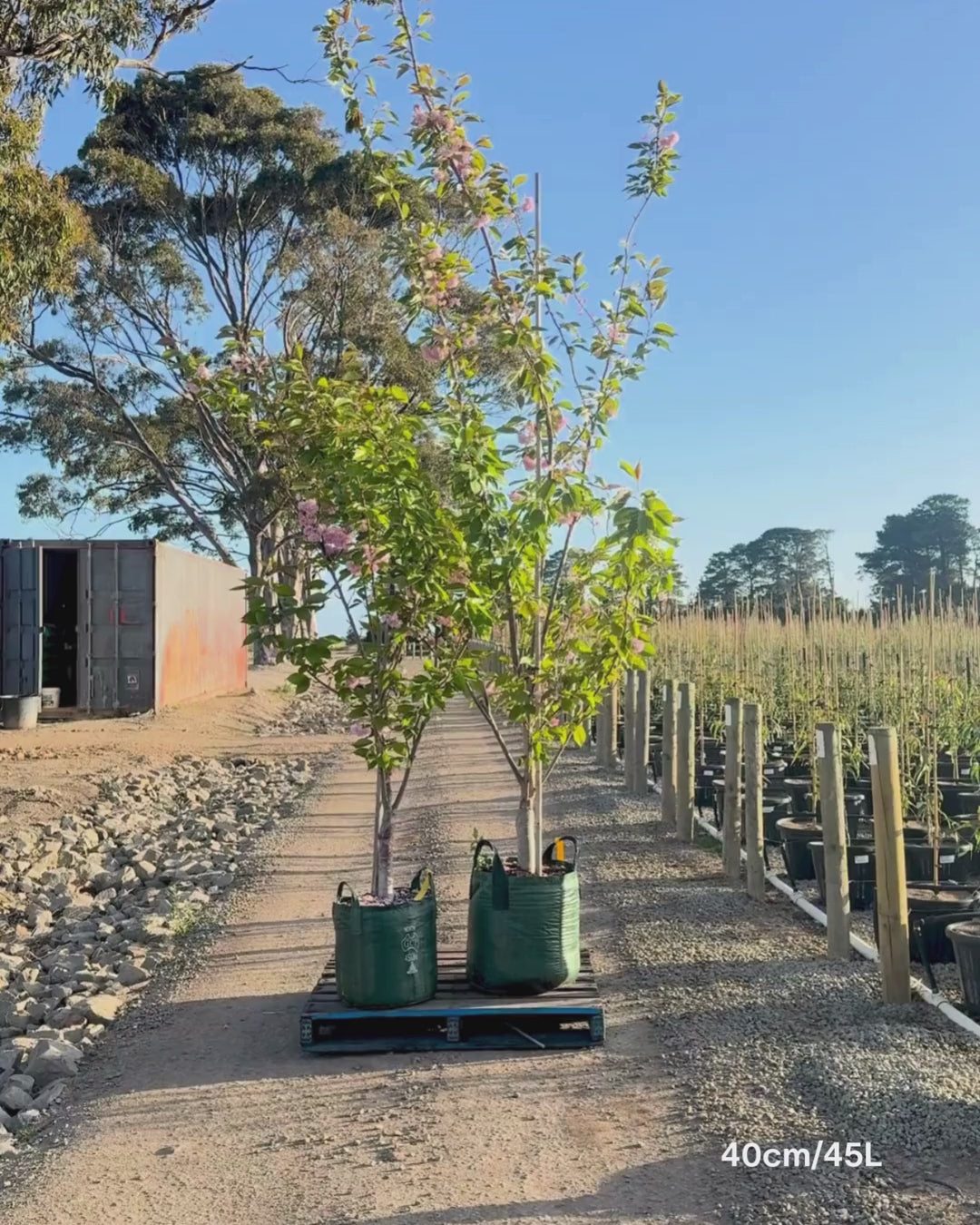 Load video: Prunus serrulata 'Kanzan'