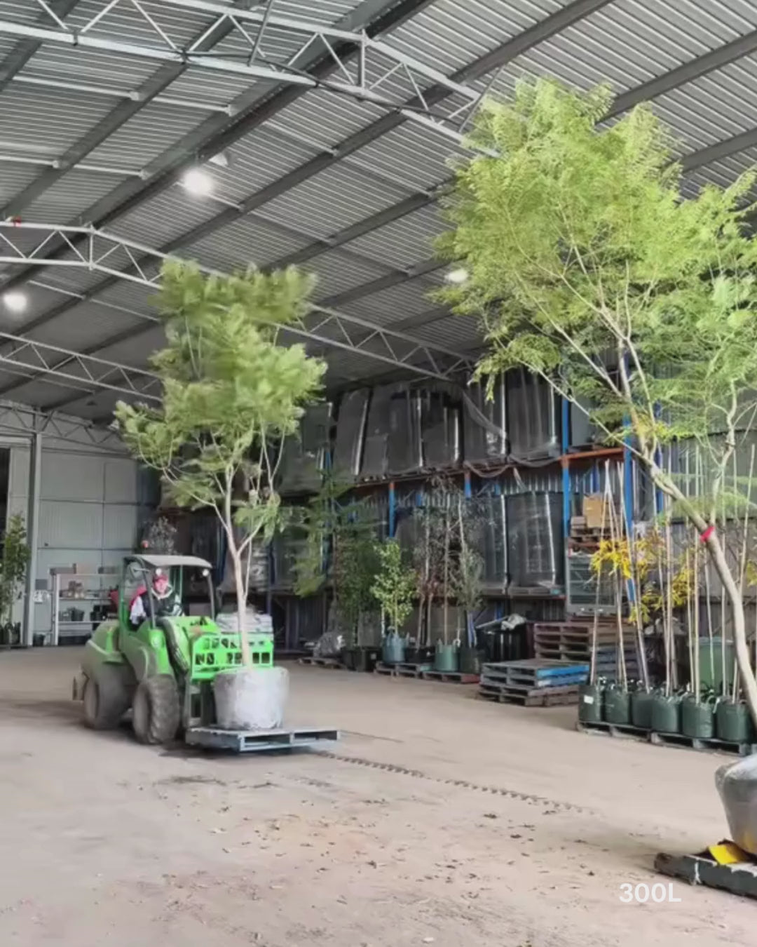 Load video: Jacaranda mimosifolia