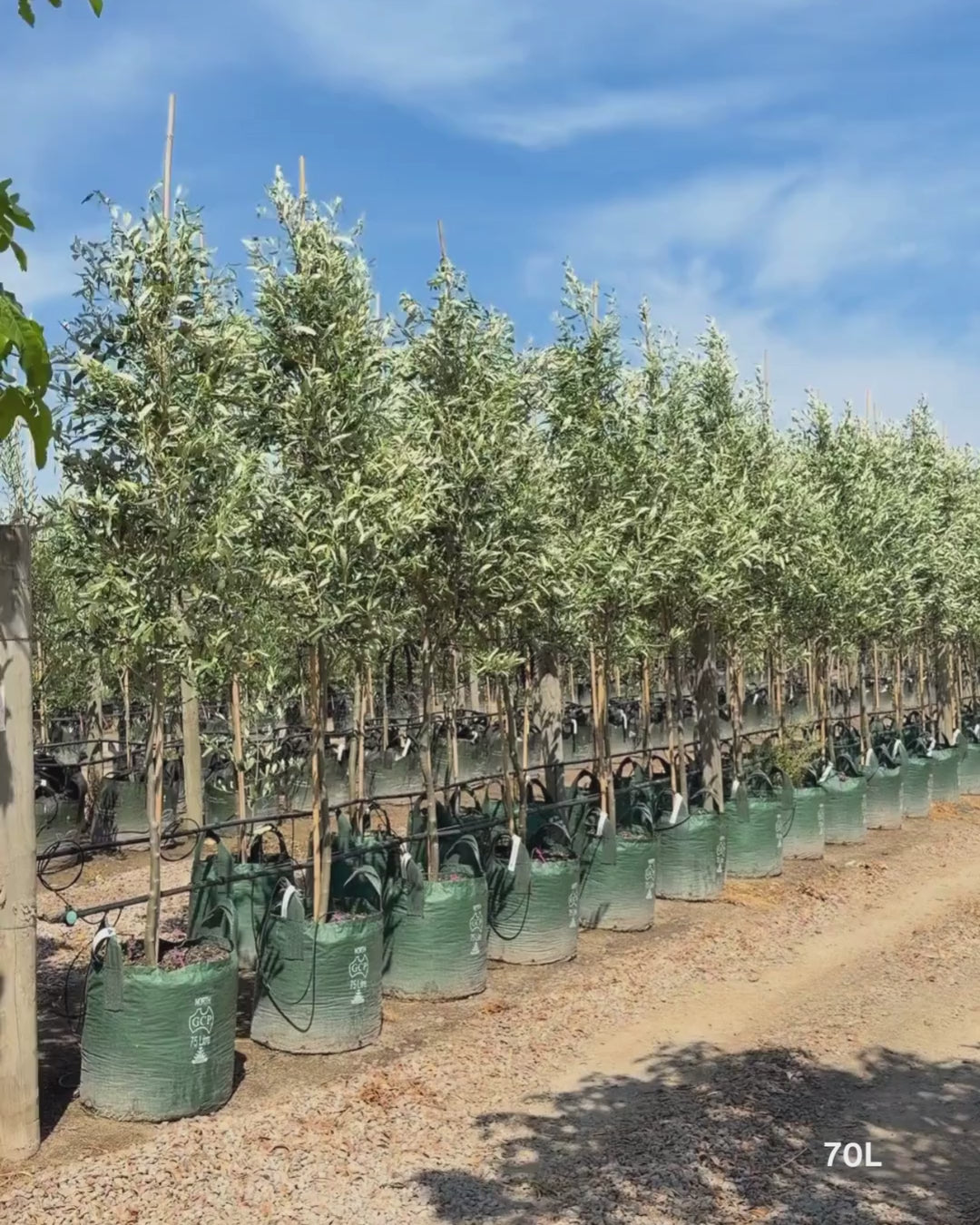 Load video: Olea europaea 'Kalamata' - Olive