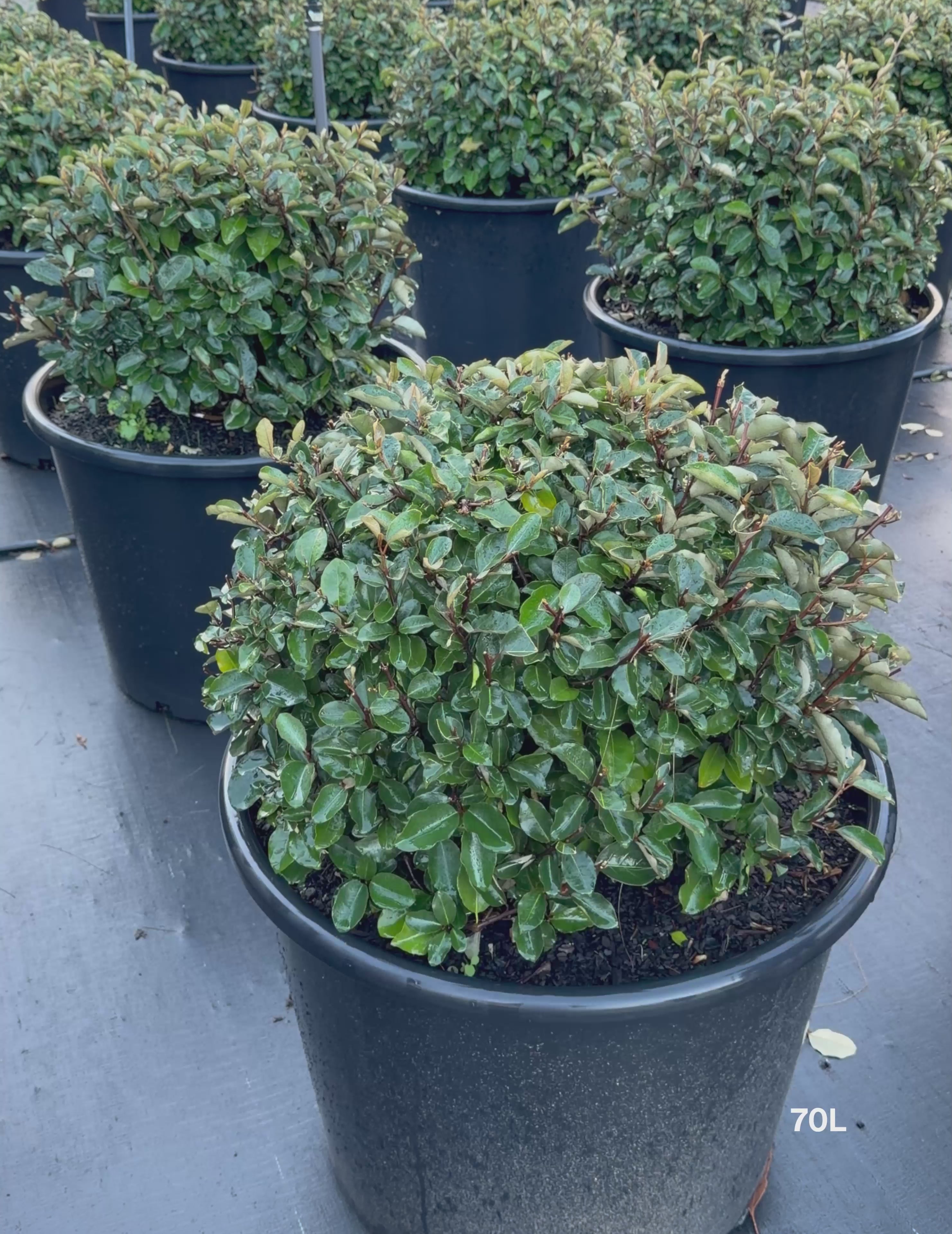 Load video: Elaeagnus × ebbingei balls