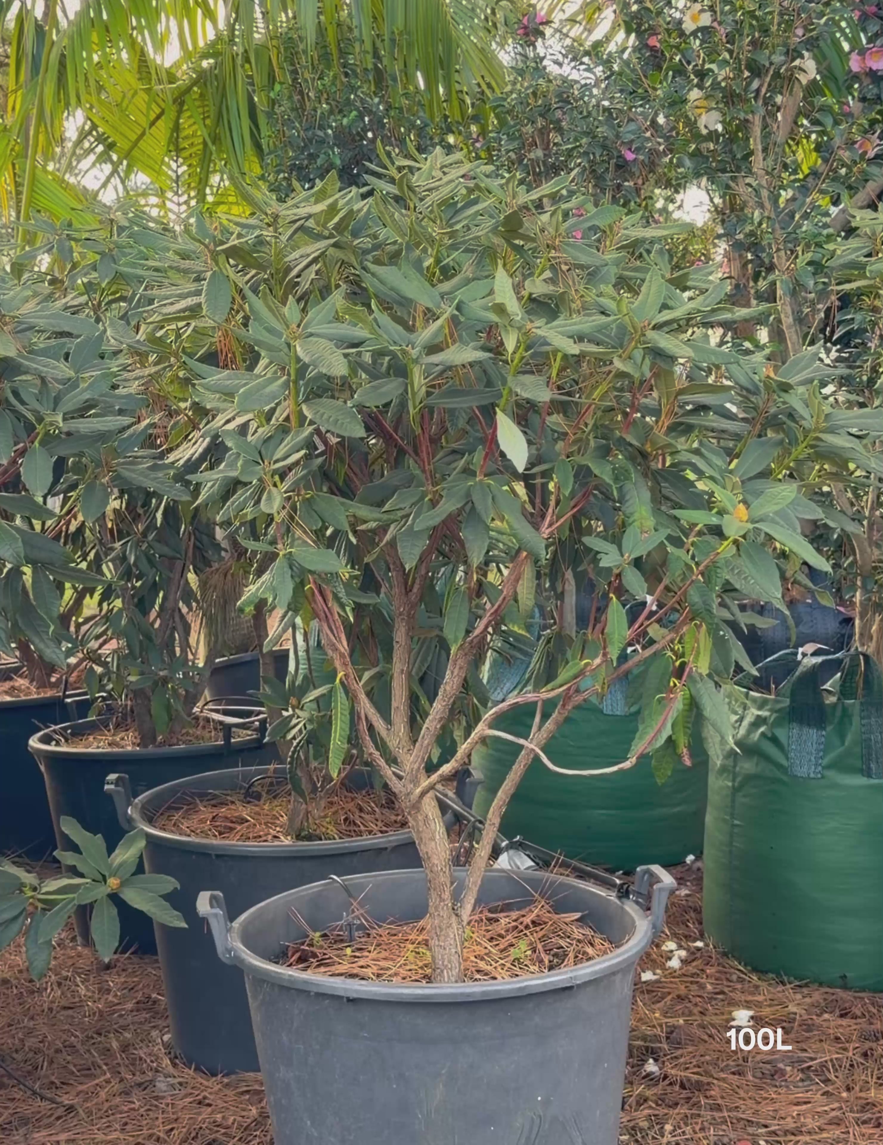 Load video: Rhododendron spp. – Rhododendron