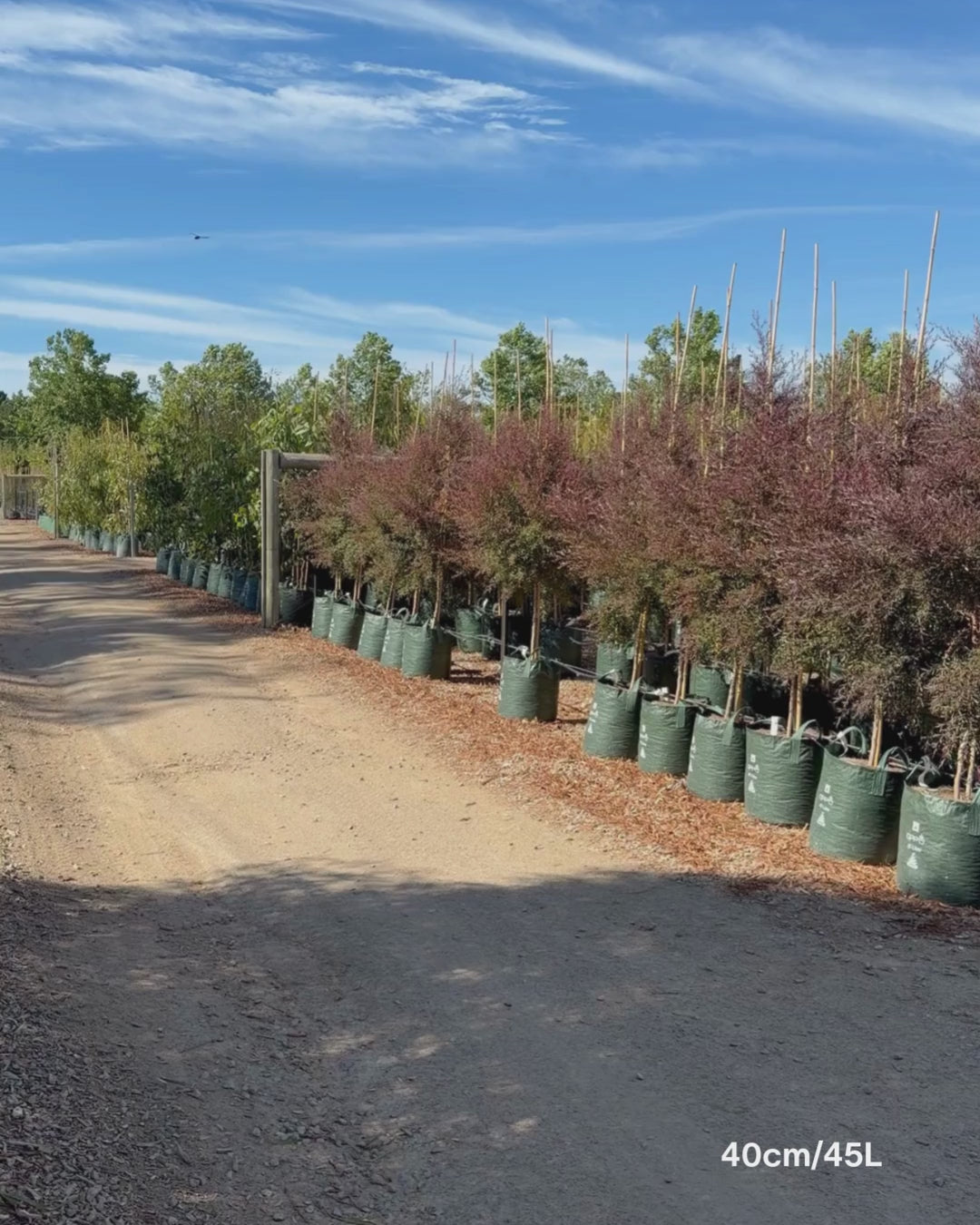 Load video: Leptospermum obovatum 'Starry Night' – Starry Night Tea Tree