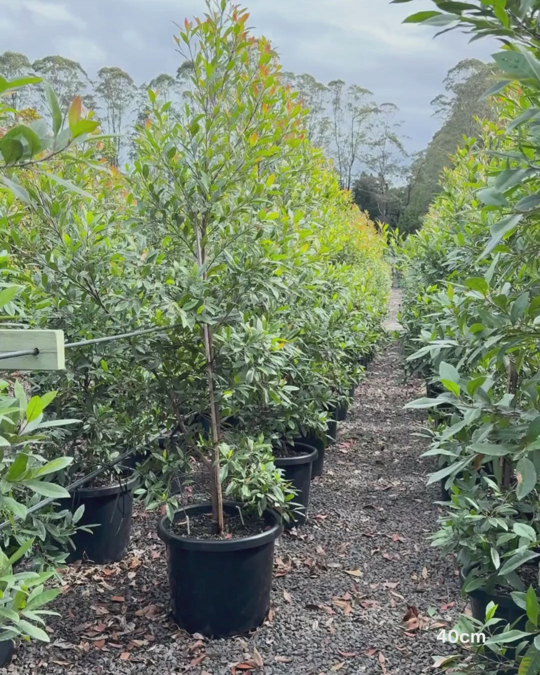 Load video: Elaeocarpus reticulatus -Blueberry Ash