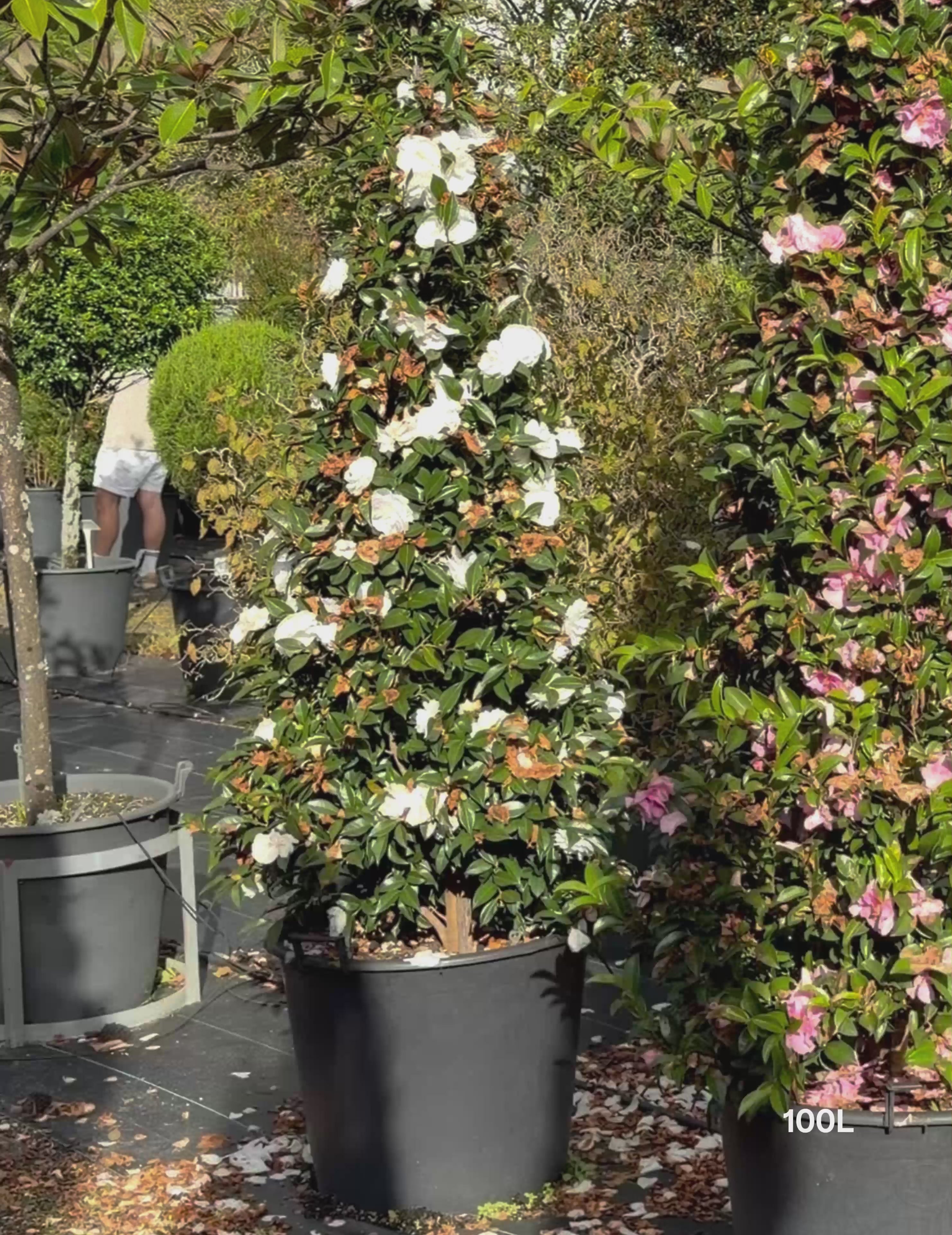 Load video: Camellia sasanqua ‘Early Pearly’ – Early Pearly Camellia
