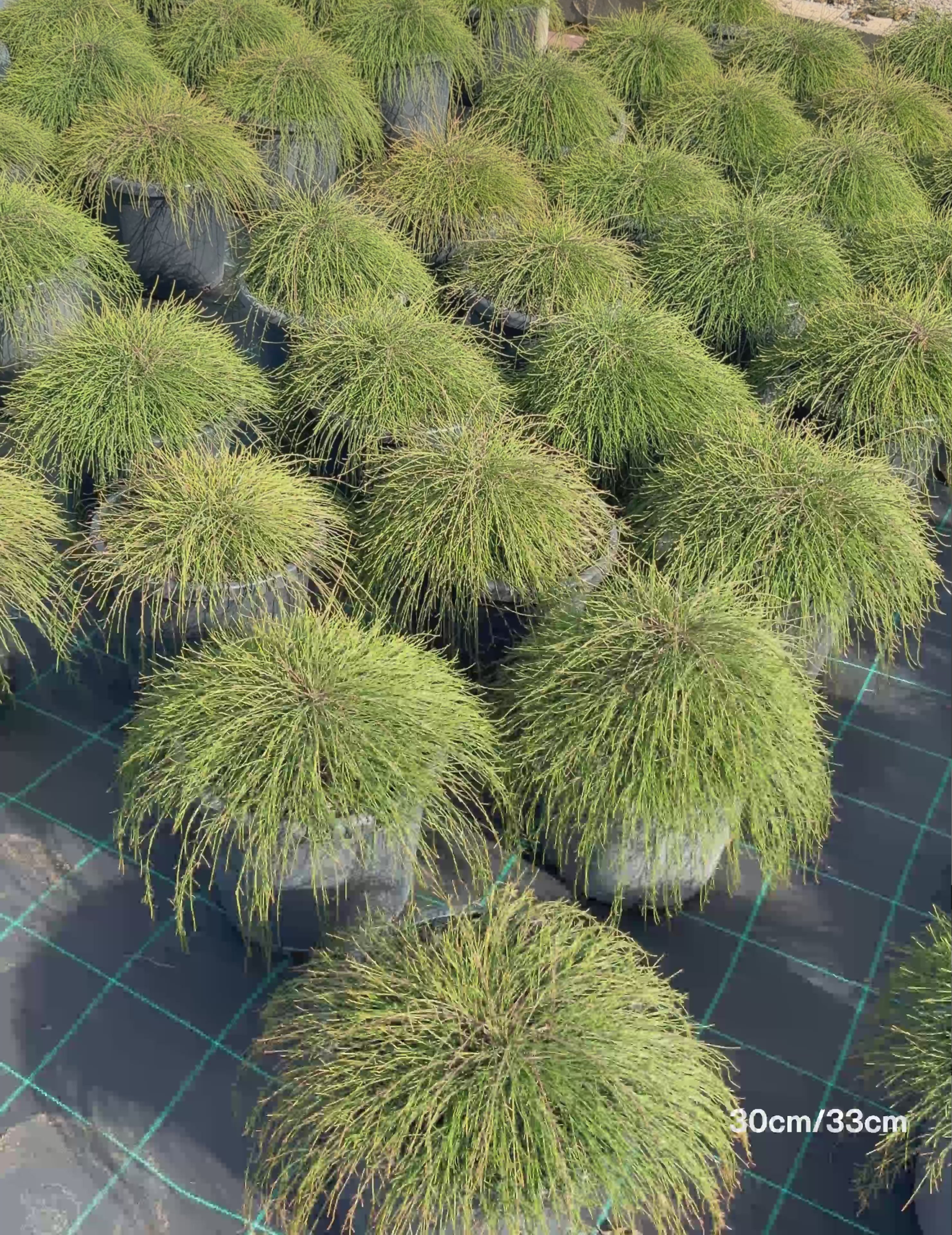 Load video: Casuarina glauca 'Cousin It'