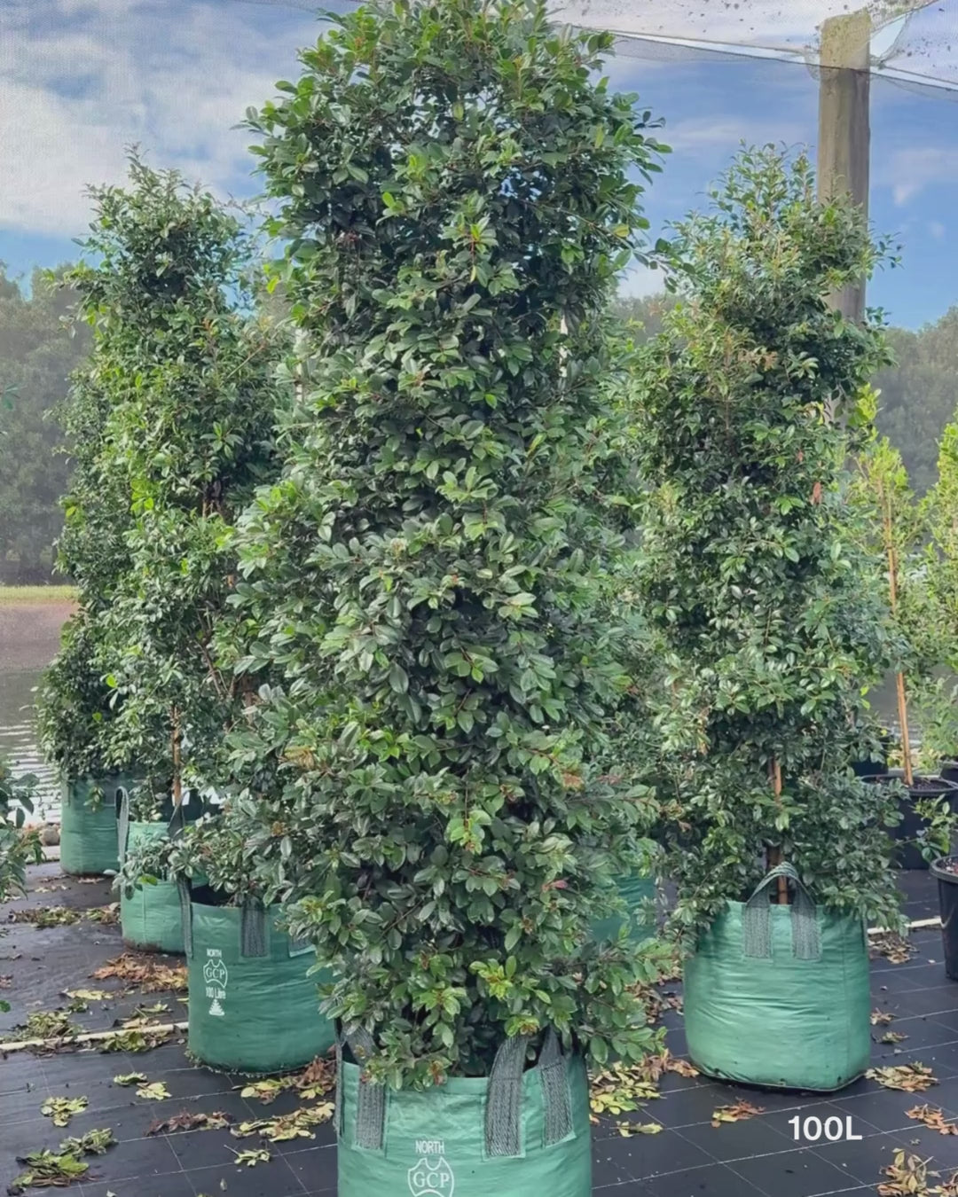 Load video: Syzygium australe ‘Select’ – Select Lilly Pilly