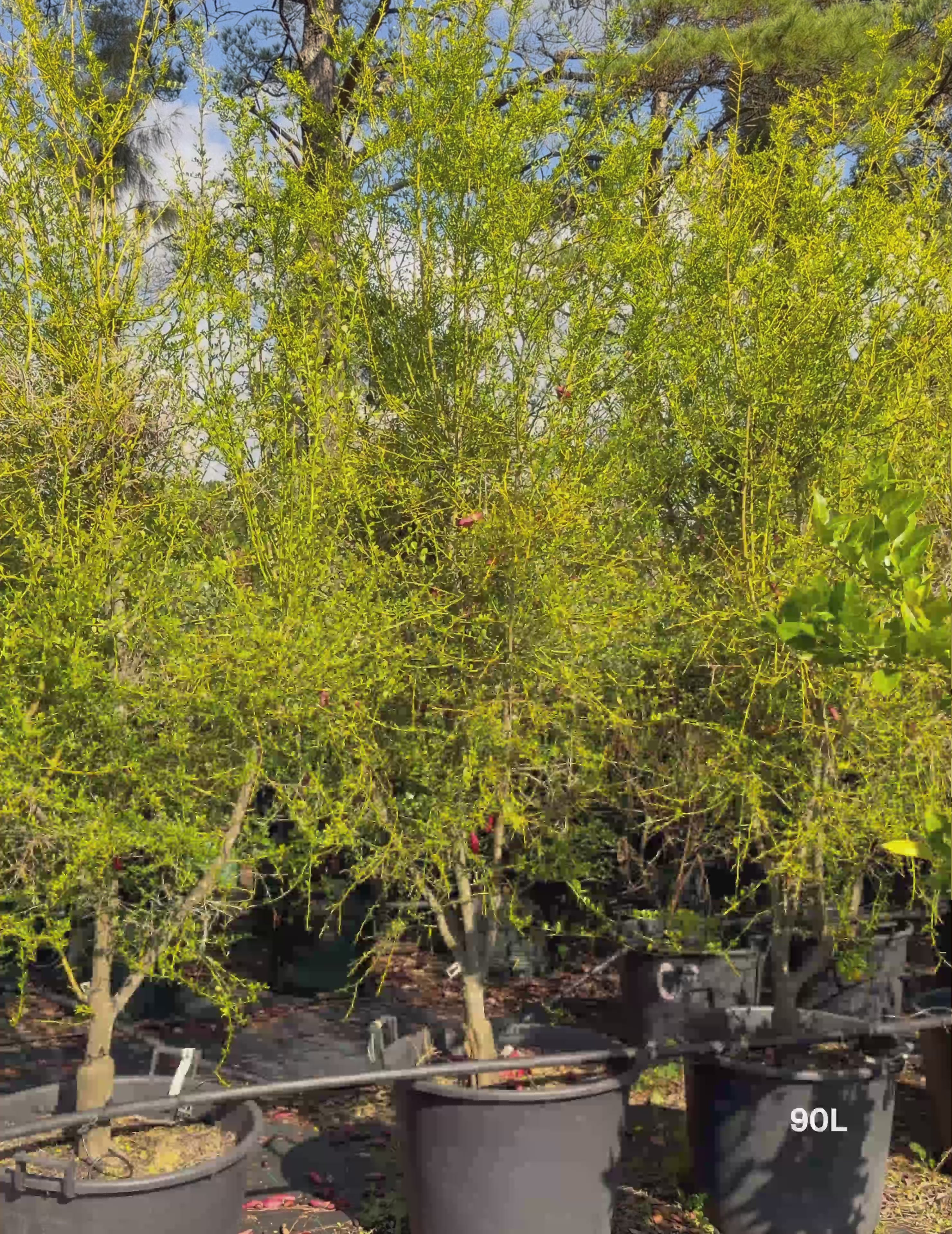 Load video: Citrus australasica ‘Pink Ice’ – Pink Ice Finger Lime