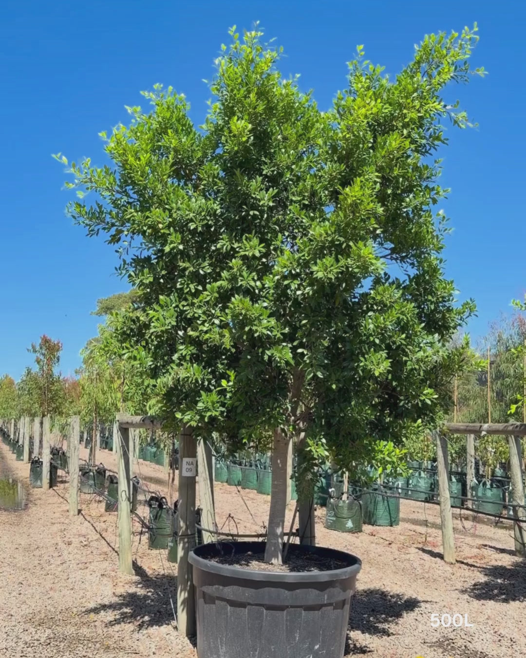Load video: Ficus Hillii