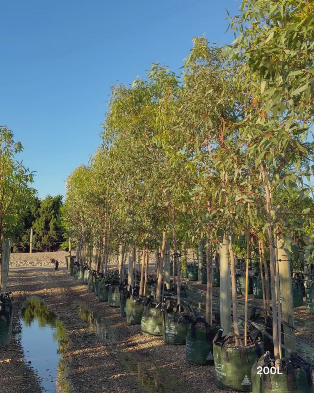 Load video: Eucalyptus occidentalis