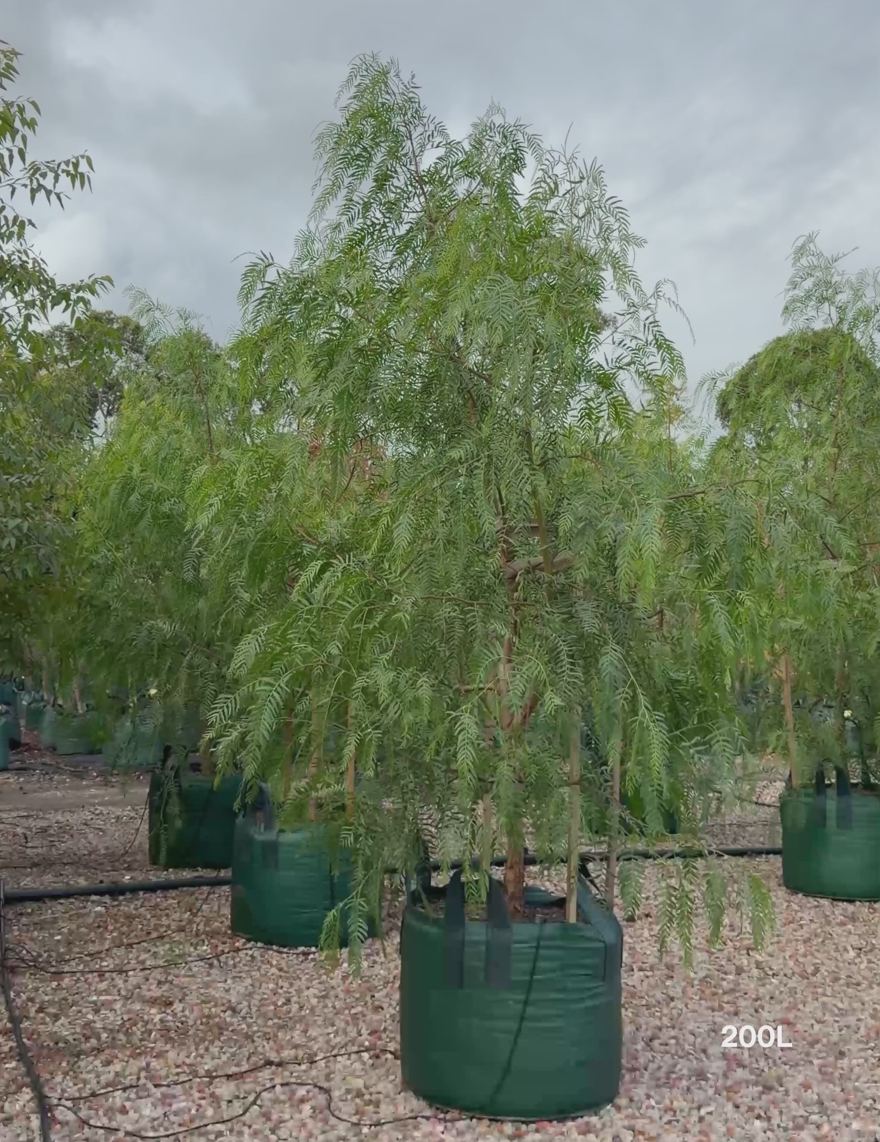 Schinus molle | Peppercorn Tree Shade Feature
