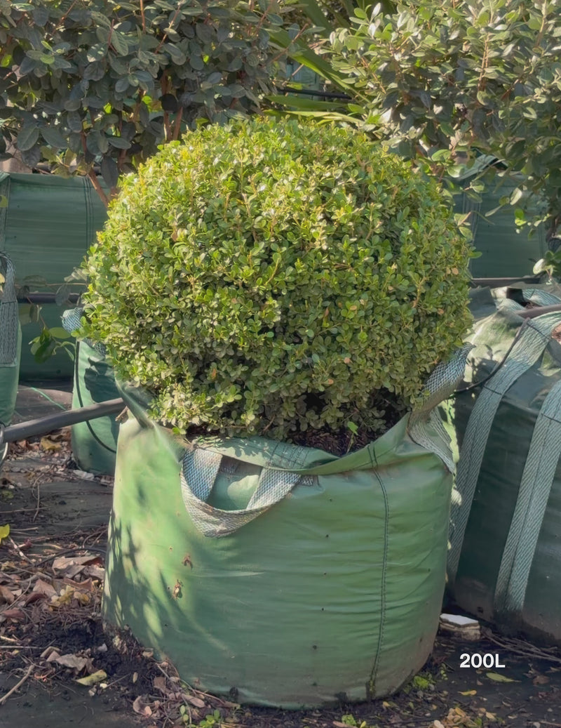 Buxus japonica - 200L