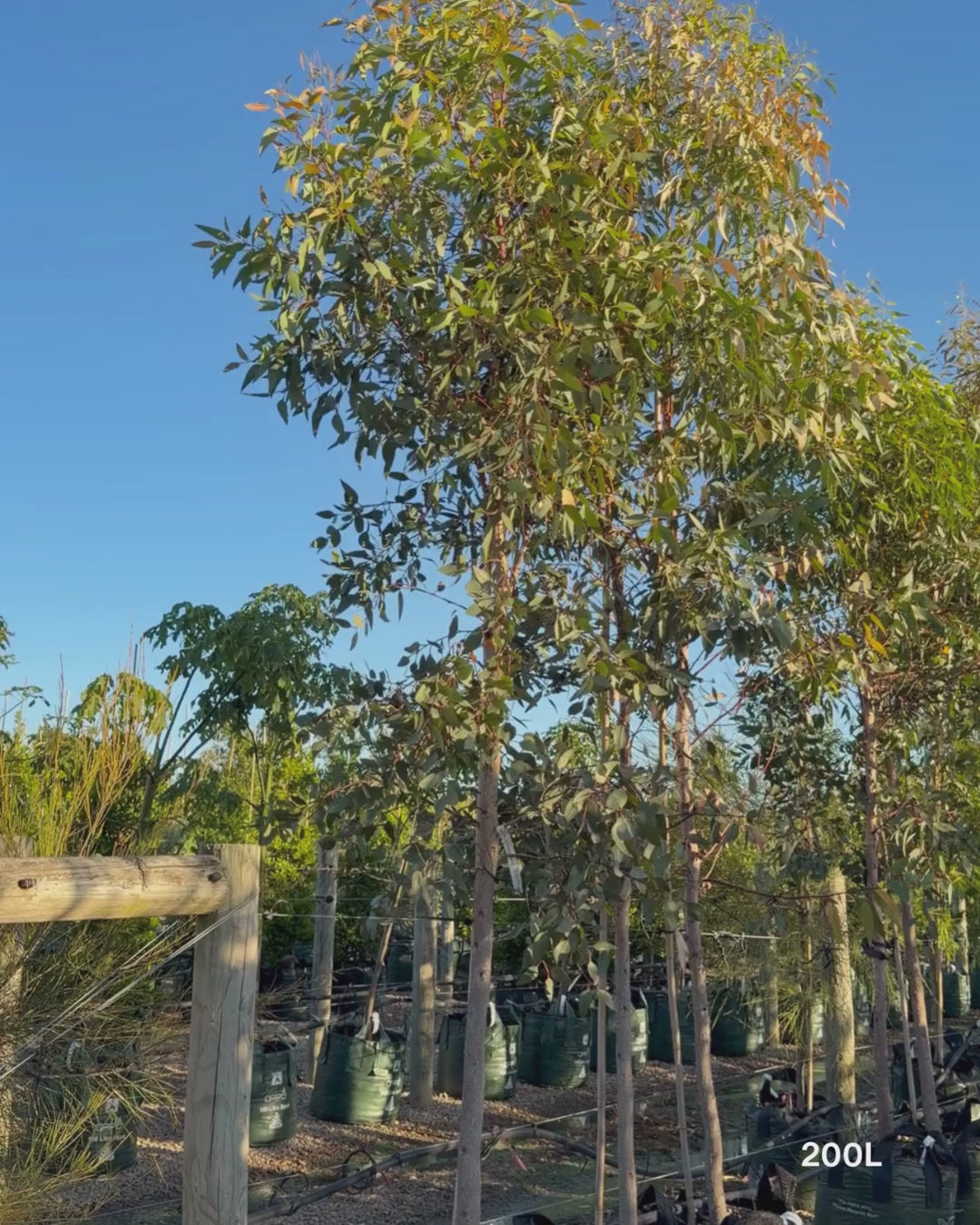 Load video: Eucalyptus occidentalis