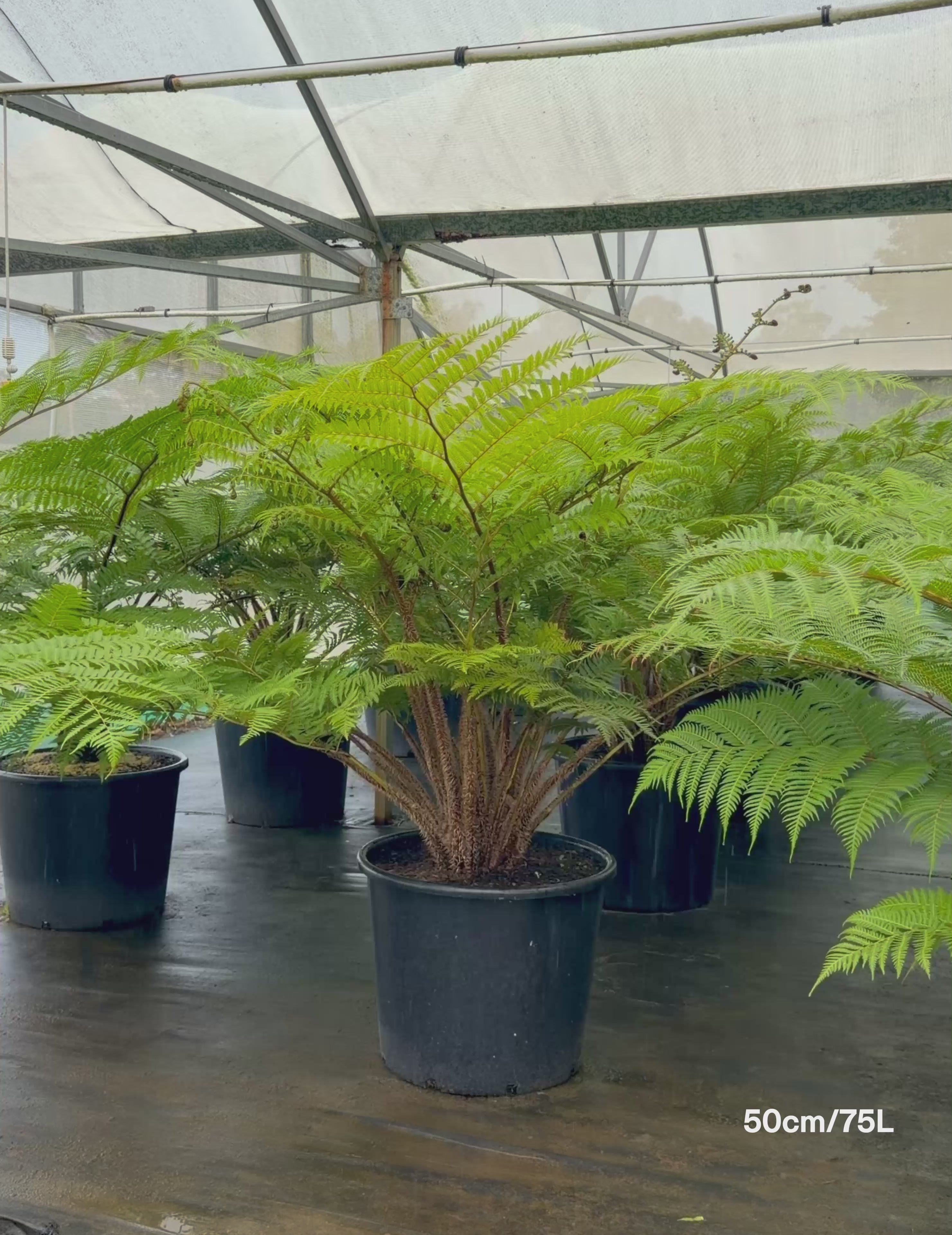 Load video: Cyathea cooperi – Australian Tree Fern