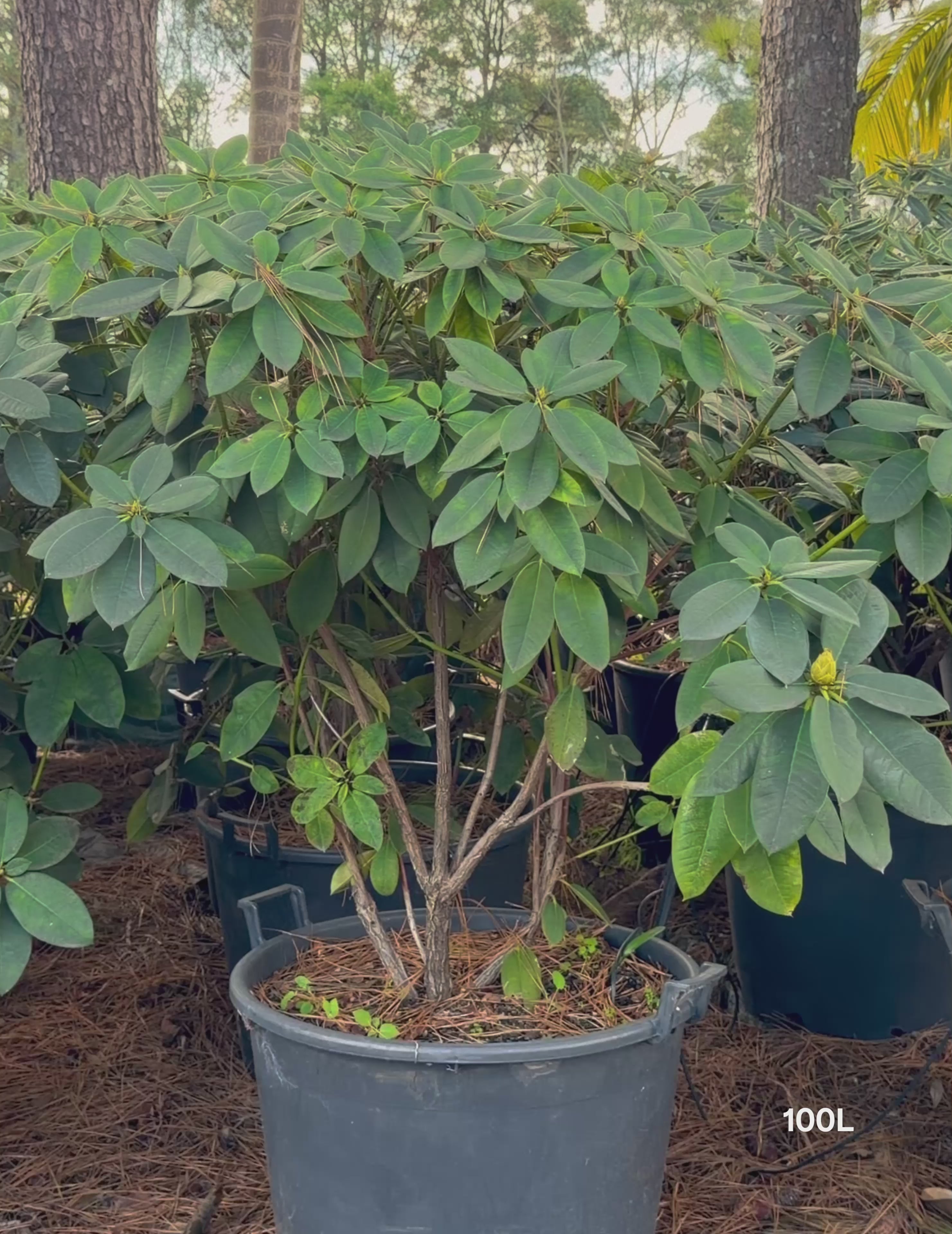 Load video: Rhododendron spp. – Rhododendron