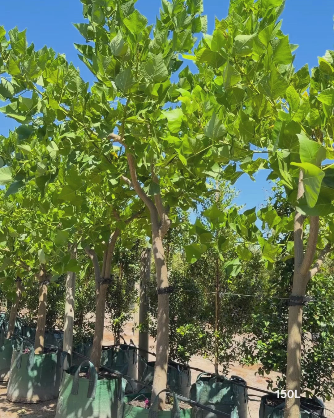 Load video: Erythrina indica – Indian Coral Tree