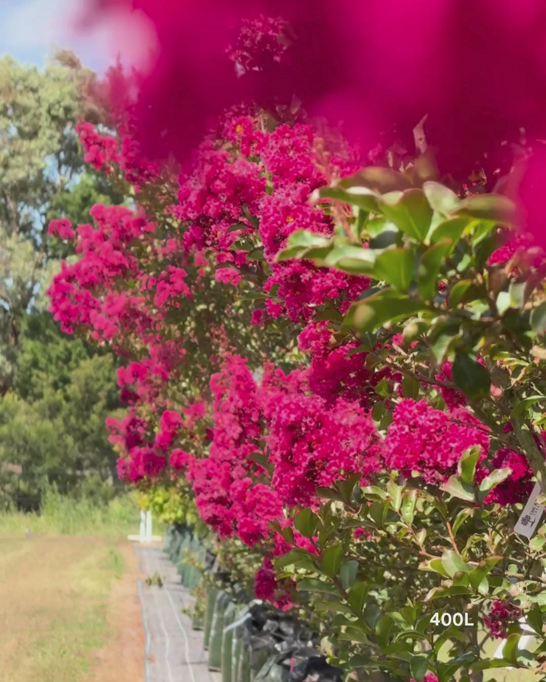 Load video: Lagerstroemia indica 'Tuscarora' - Dark Pink Crepe Myrtle