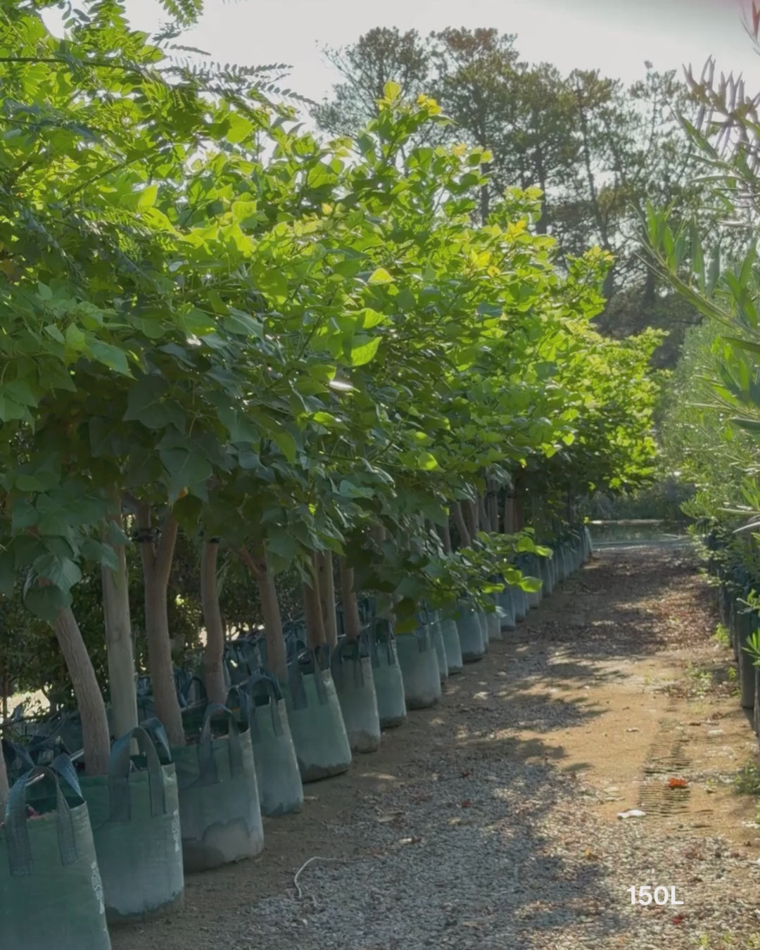 Load video: Erythrina indica – Indian Coral Tree