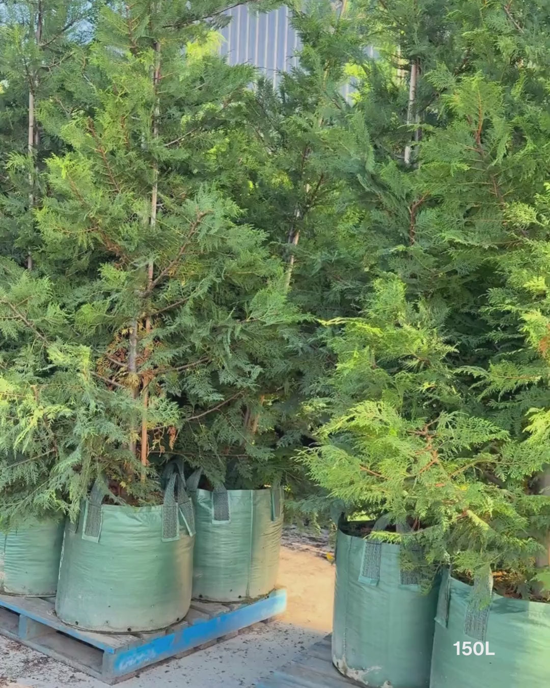 Load video: Cupressus leylandii 'Leighton Green'