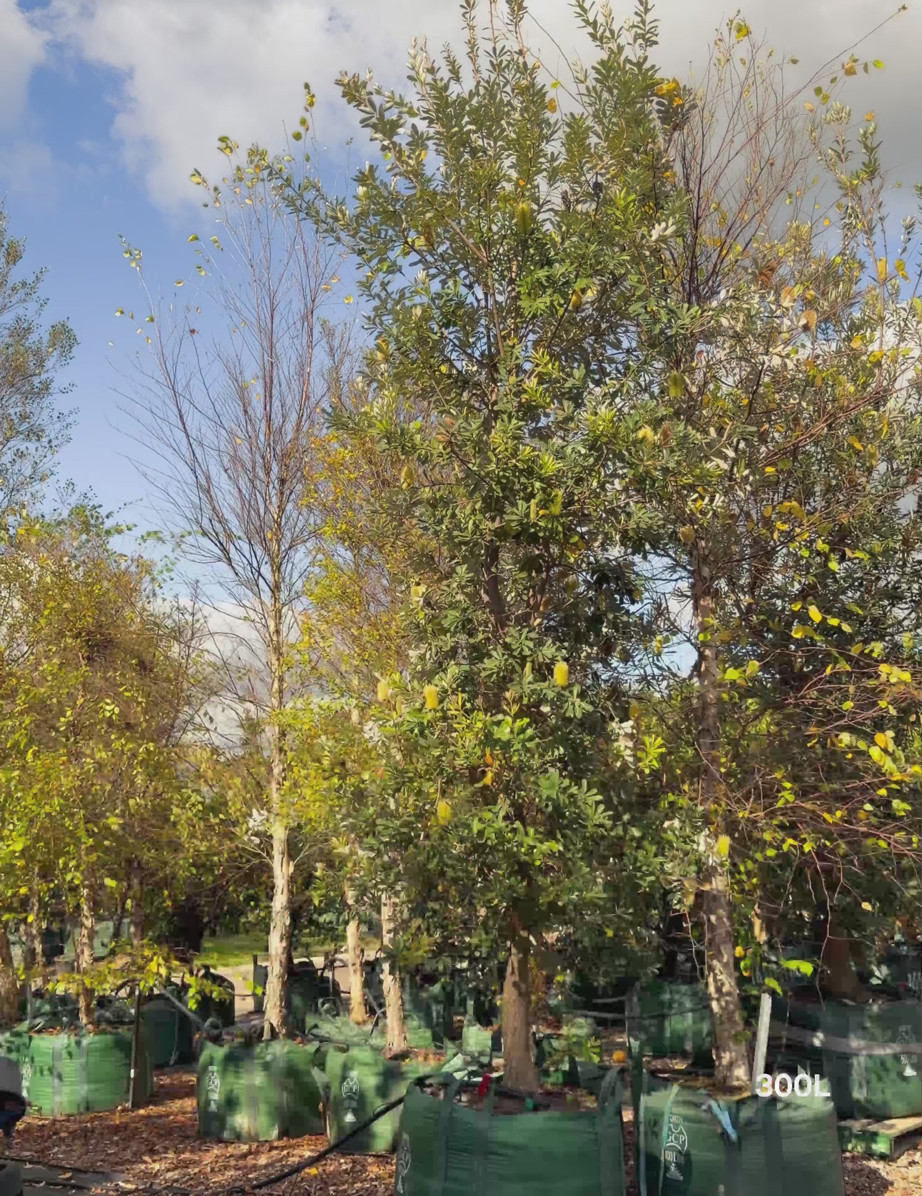 Load video: Banksia integrifolia Coast Banksia