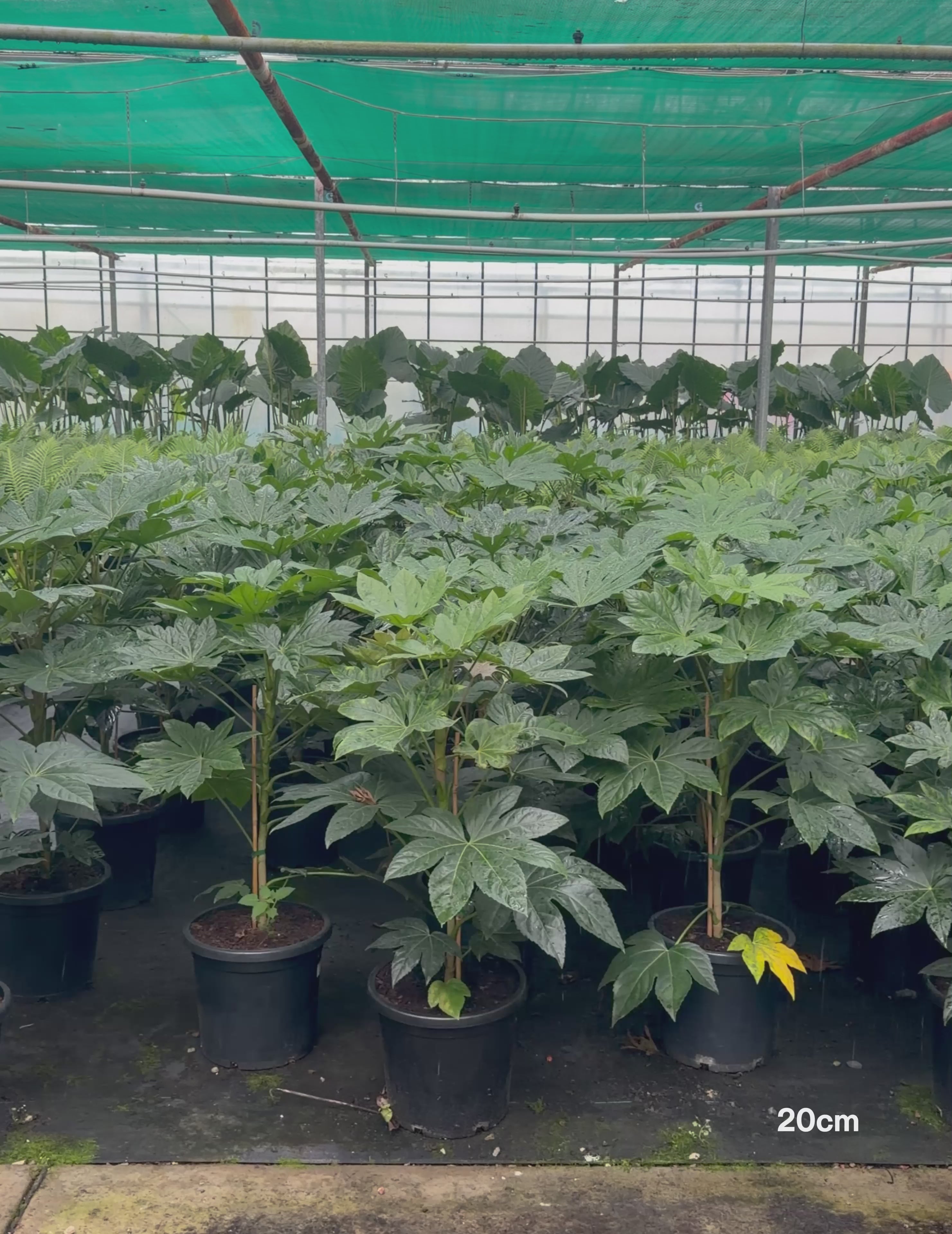 Load video: Fatsia japonica – Japanese Aralia