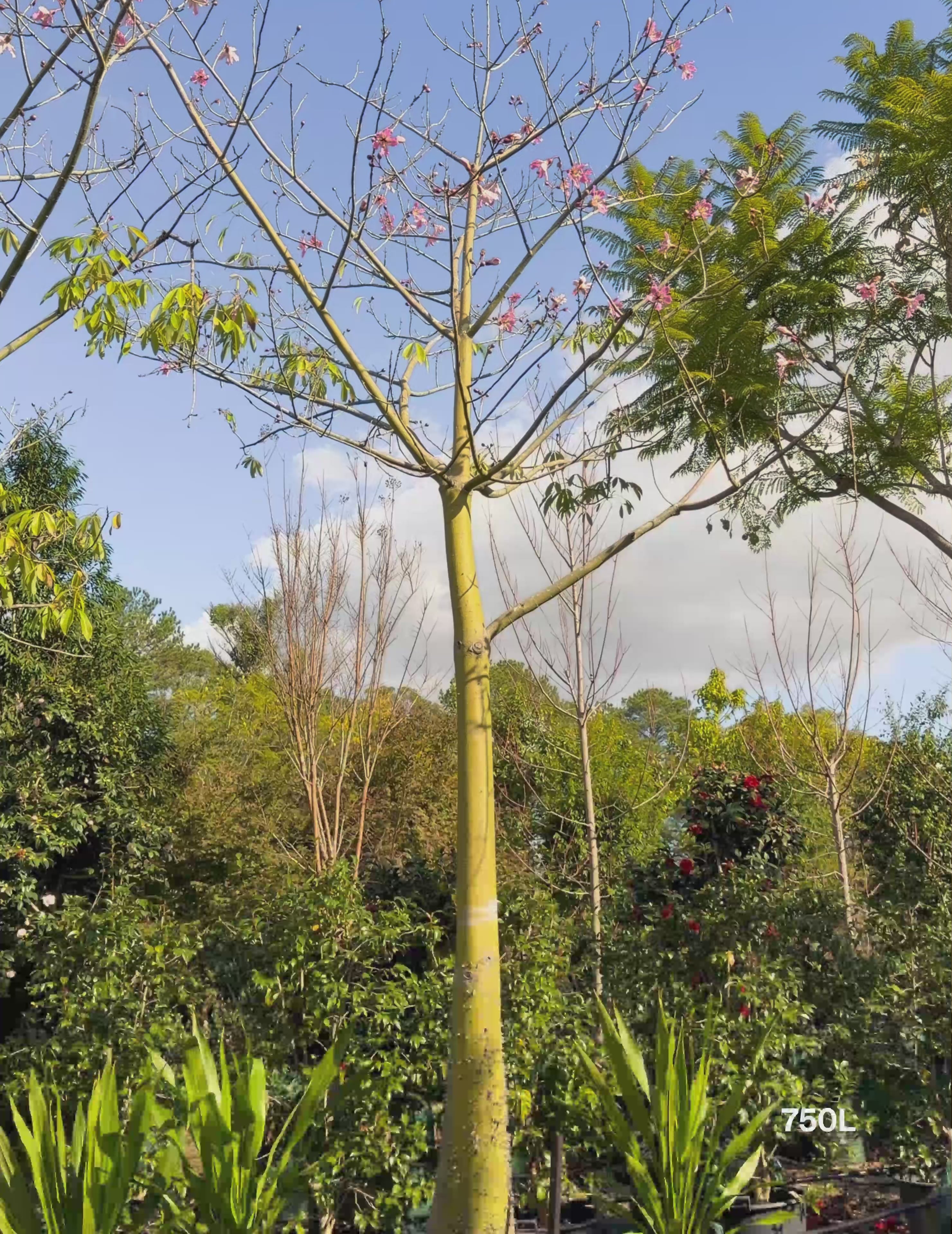 Load video: Ceiba speciosa – Silk Floss Tree
