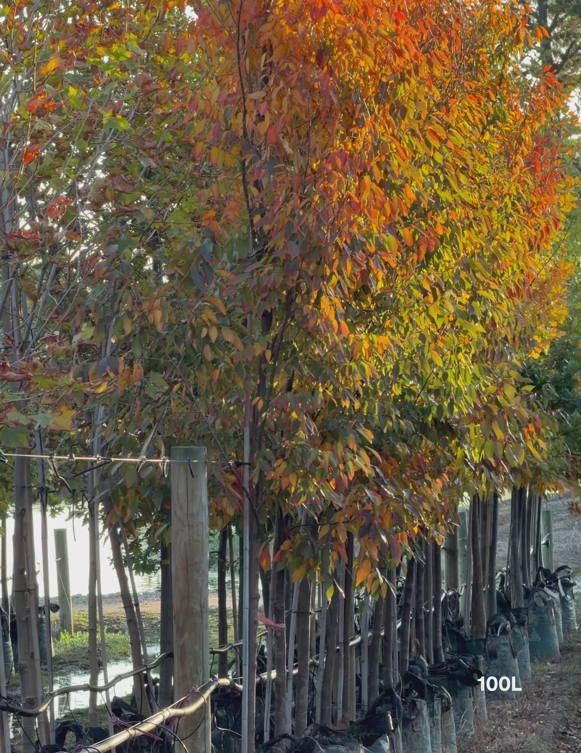 Load video: Fraxinus angustifolia 'Raywoodii'