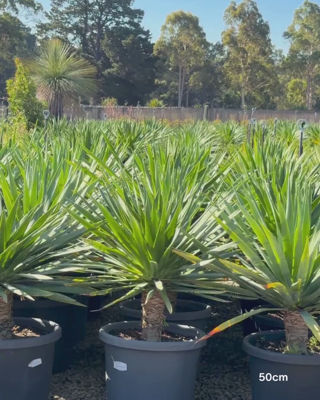 Load video: Dracaena draco (Dragon Tree)