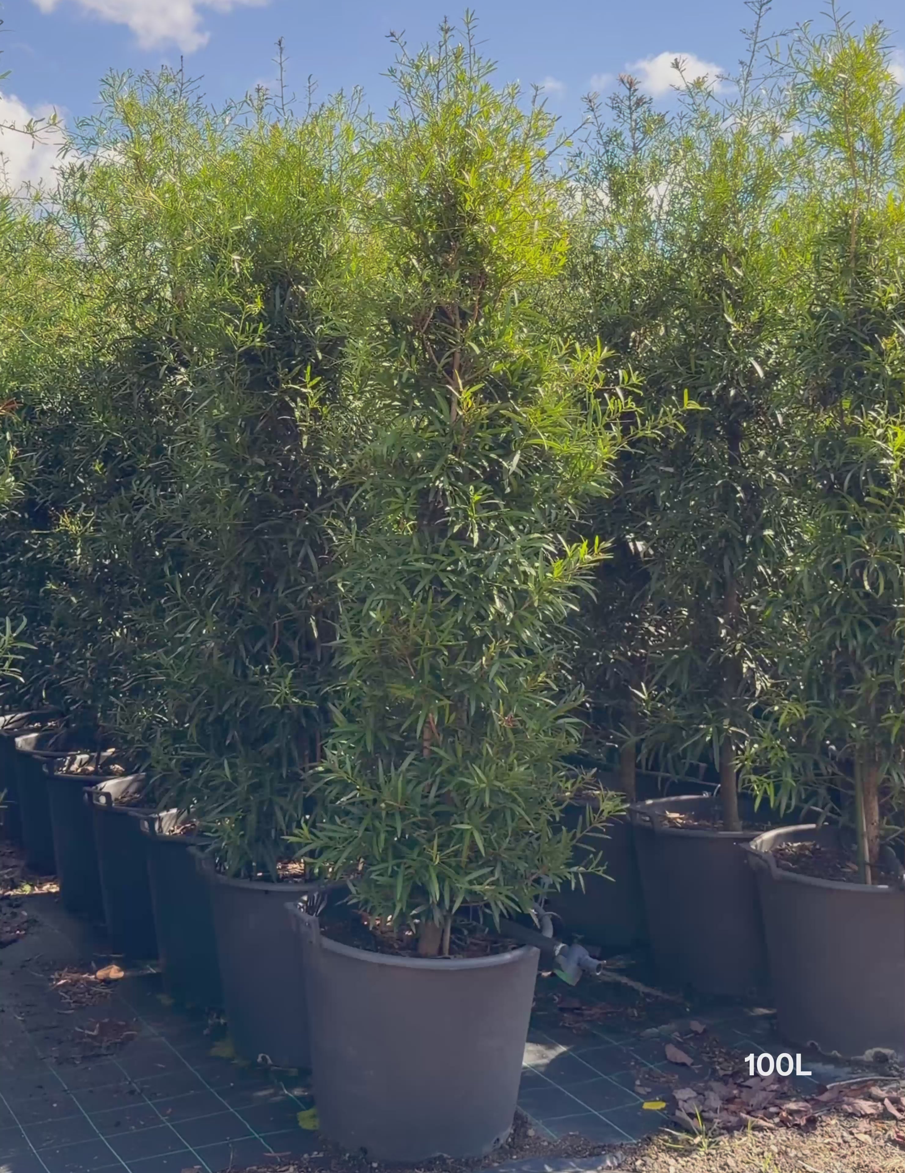 Load video: Afrocarpus falcatus – Podocarpus / Outeniqua Yellowwood
