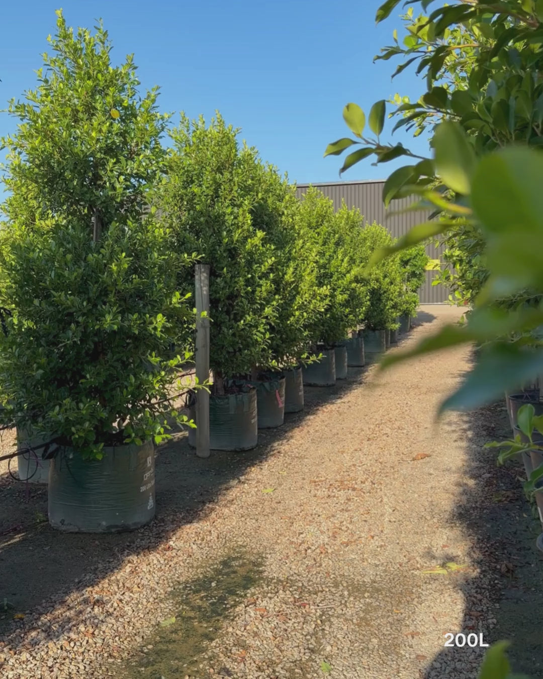 Load video: Ficus Hillii Flash