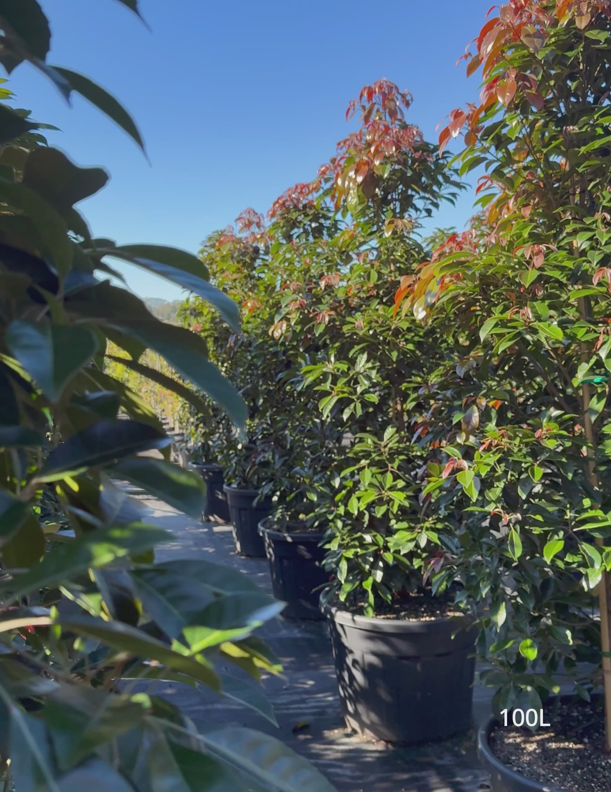 Load video: Elaeocarpus eumundi