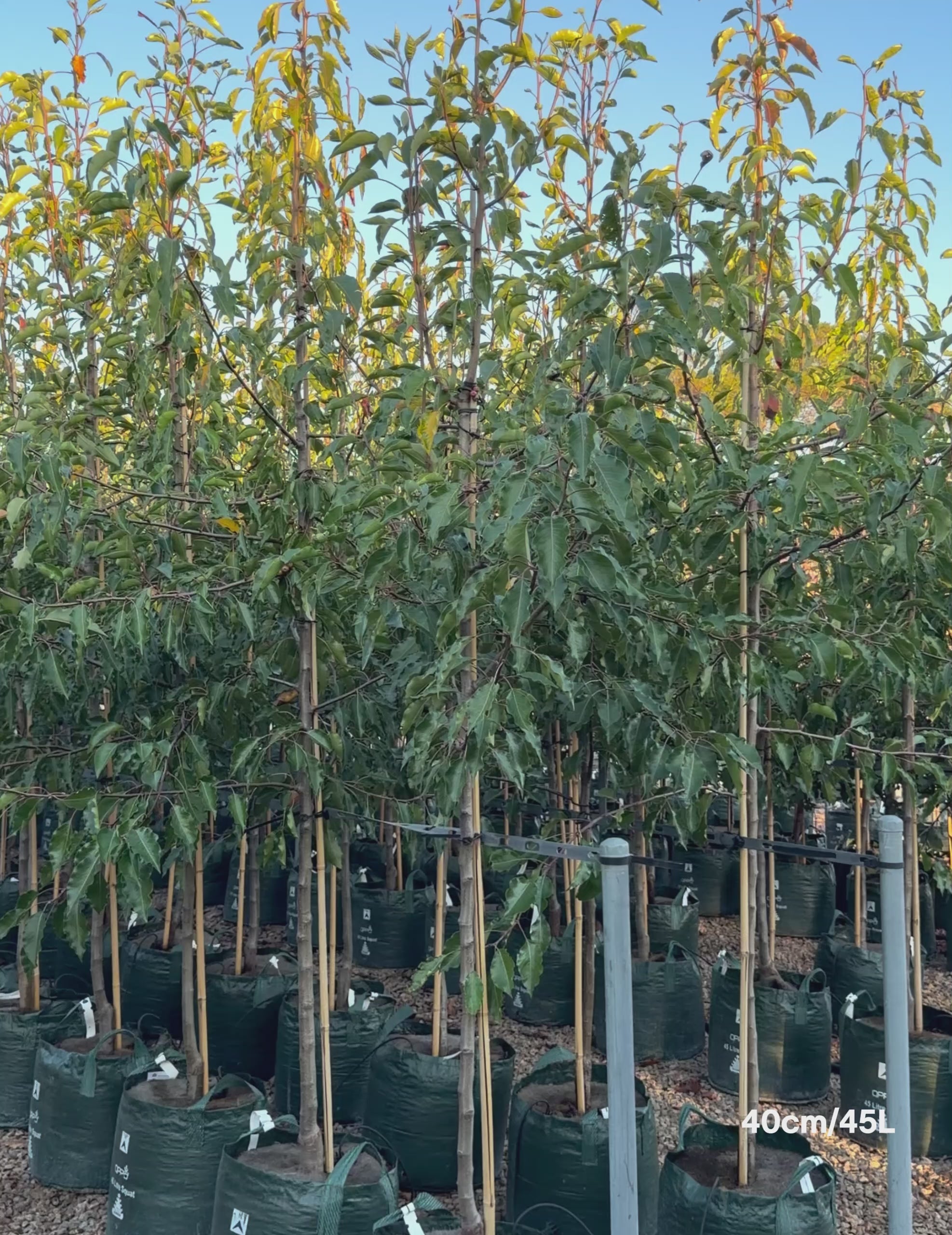 Load video: Pyrus calleryana 'Aristocrat'