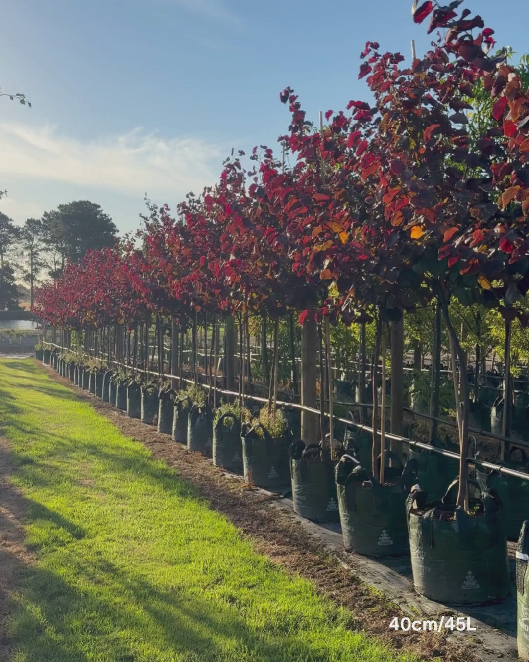Load video: Cercis canadensis 'Forest Pansy'
