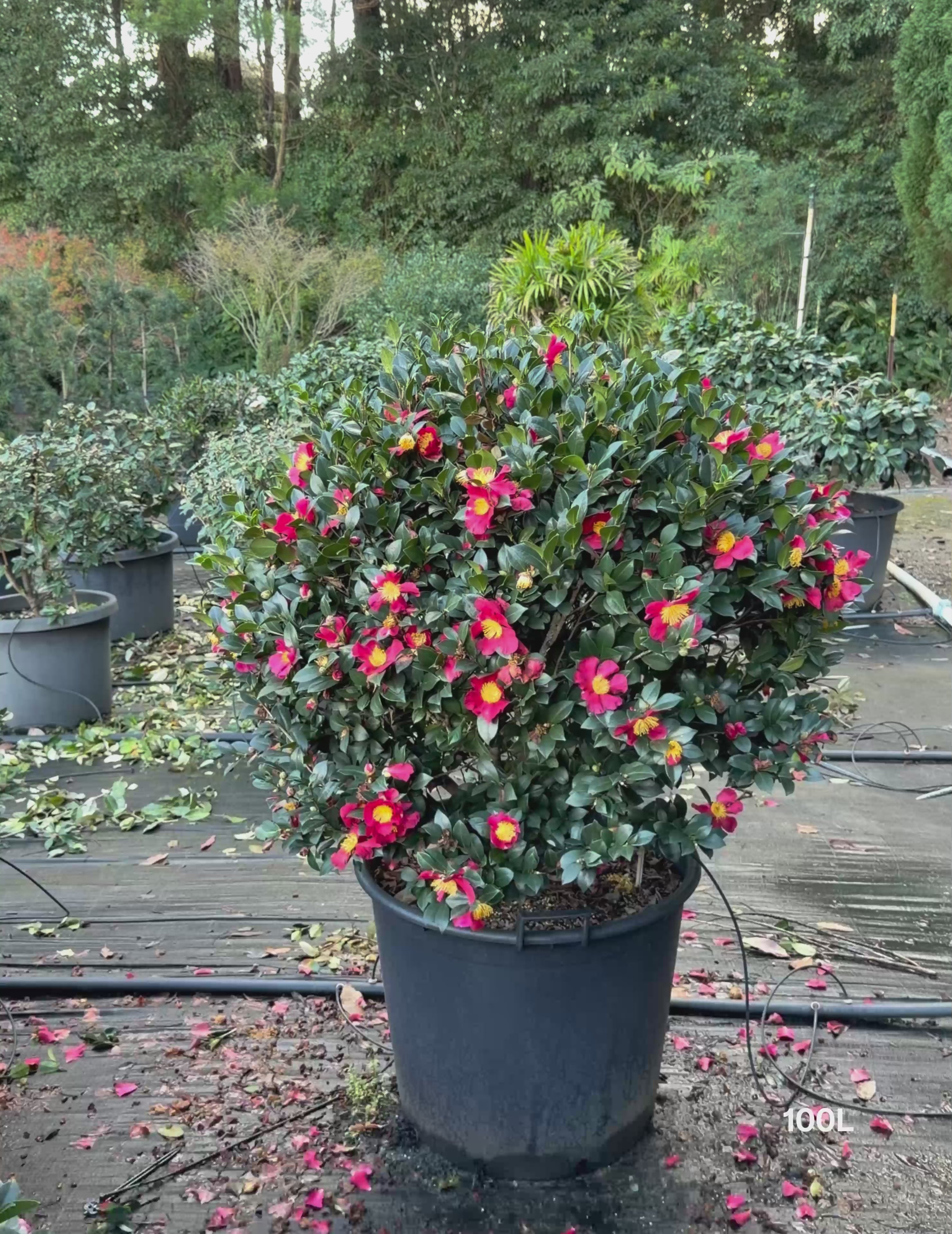 Load video: Camellia sasanqua 'Yuletide' – Yuletide Camellia