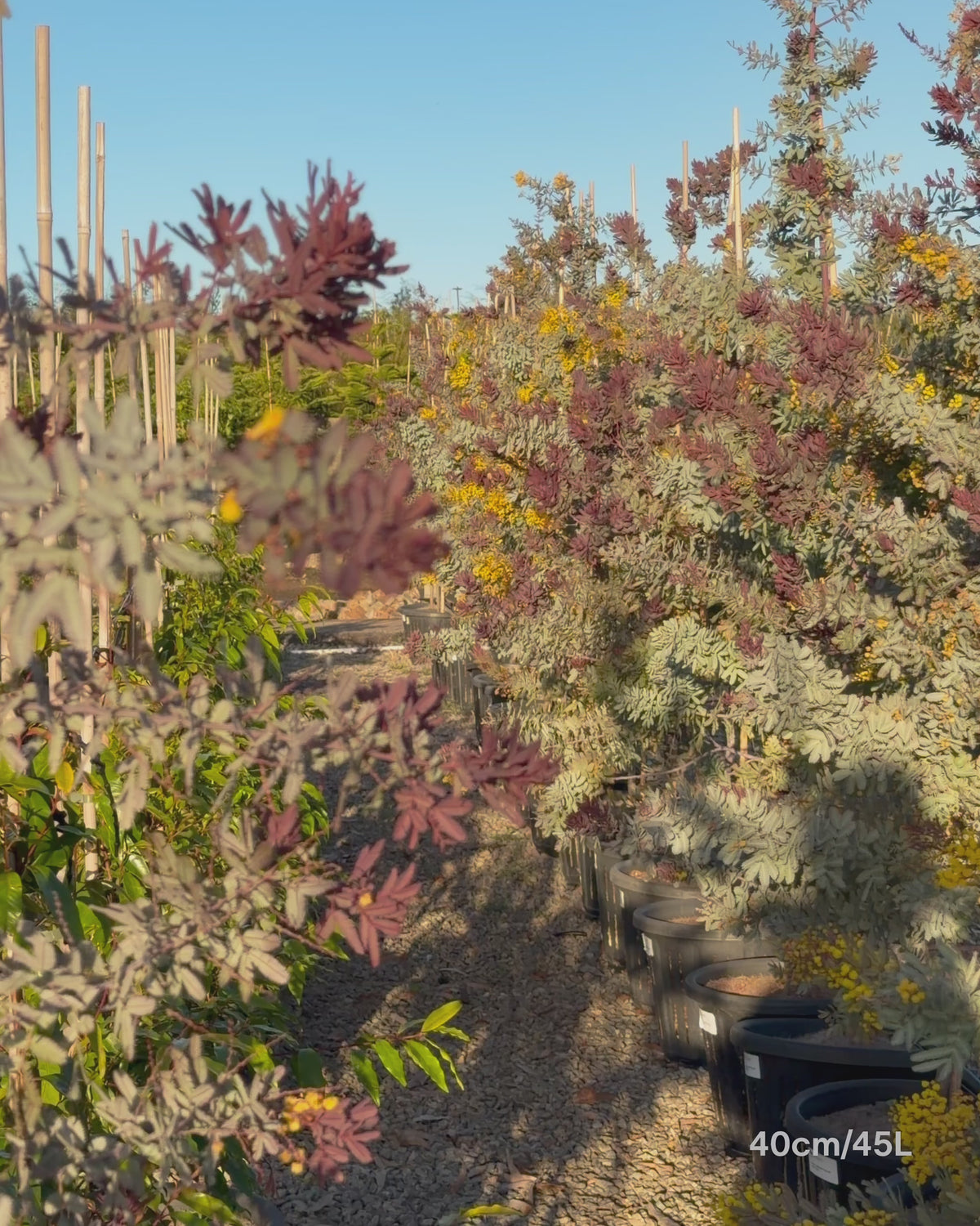 Load video: Acacia baileyana 'Purpurea' - Purple-Leaf Wattle