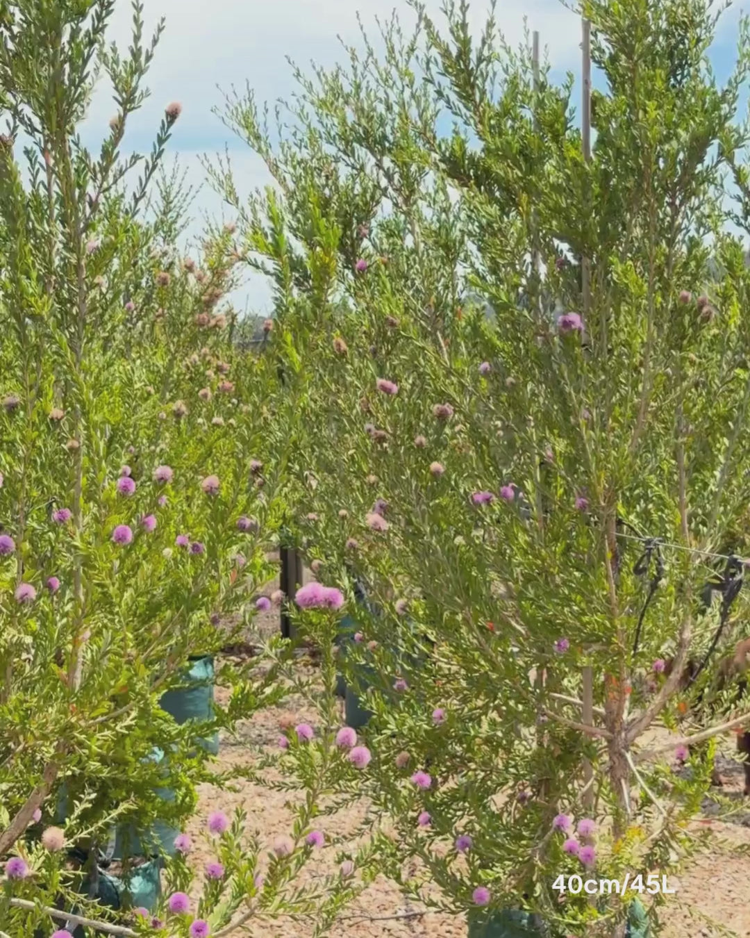 Load video: Melaleuca Nesophila