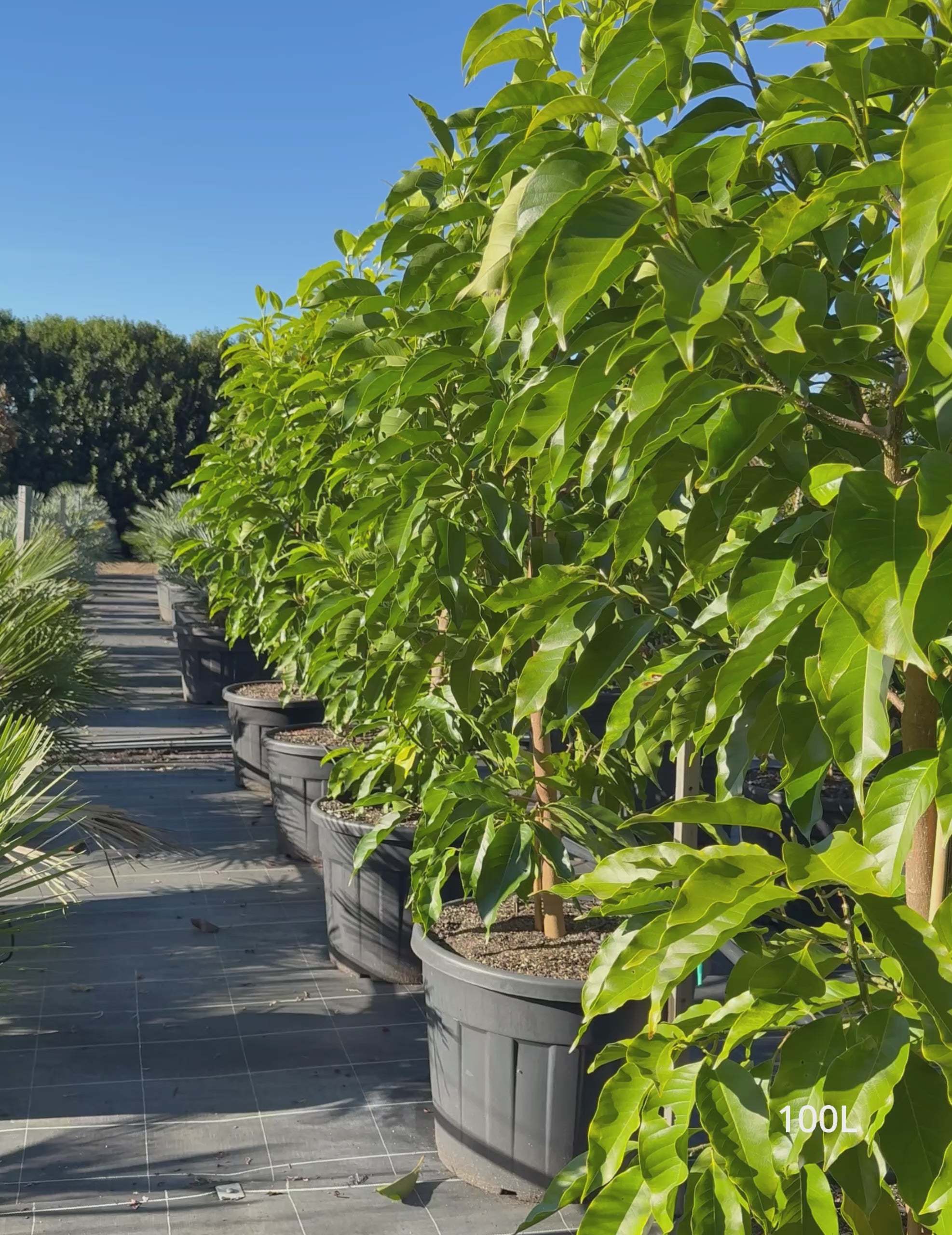 Load video: Michelia alba – White Champaca