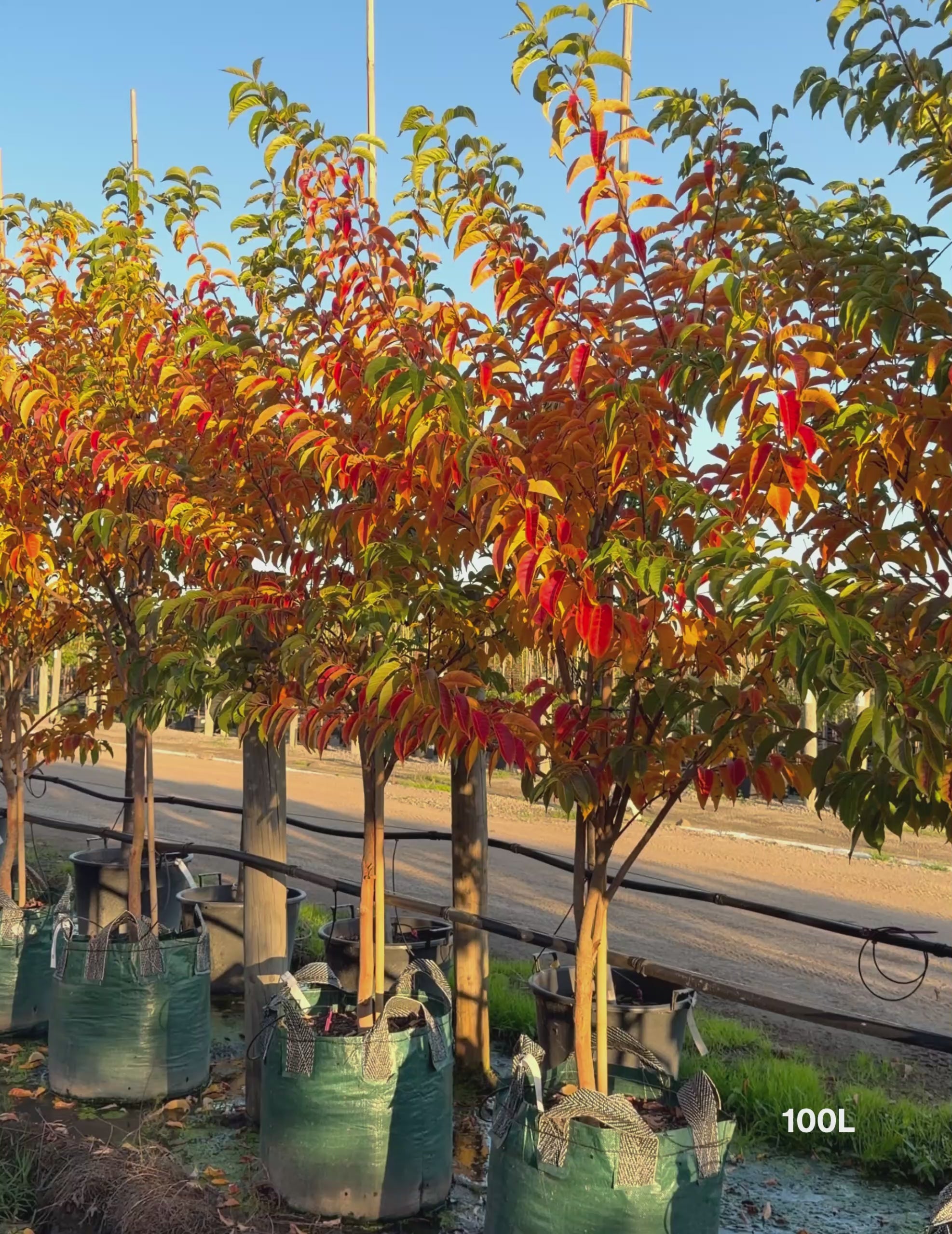 Load video: Lagerstroemia fauriei 'Fantasy' - White Crepe Myrtle