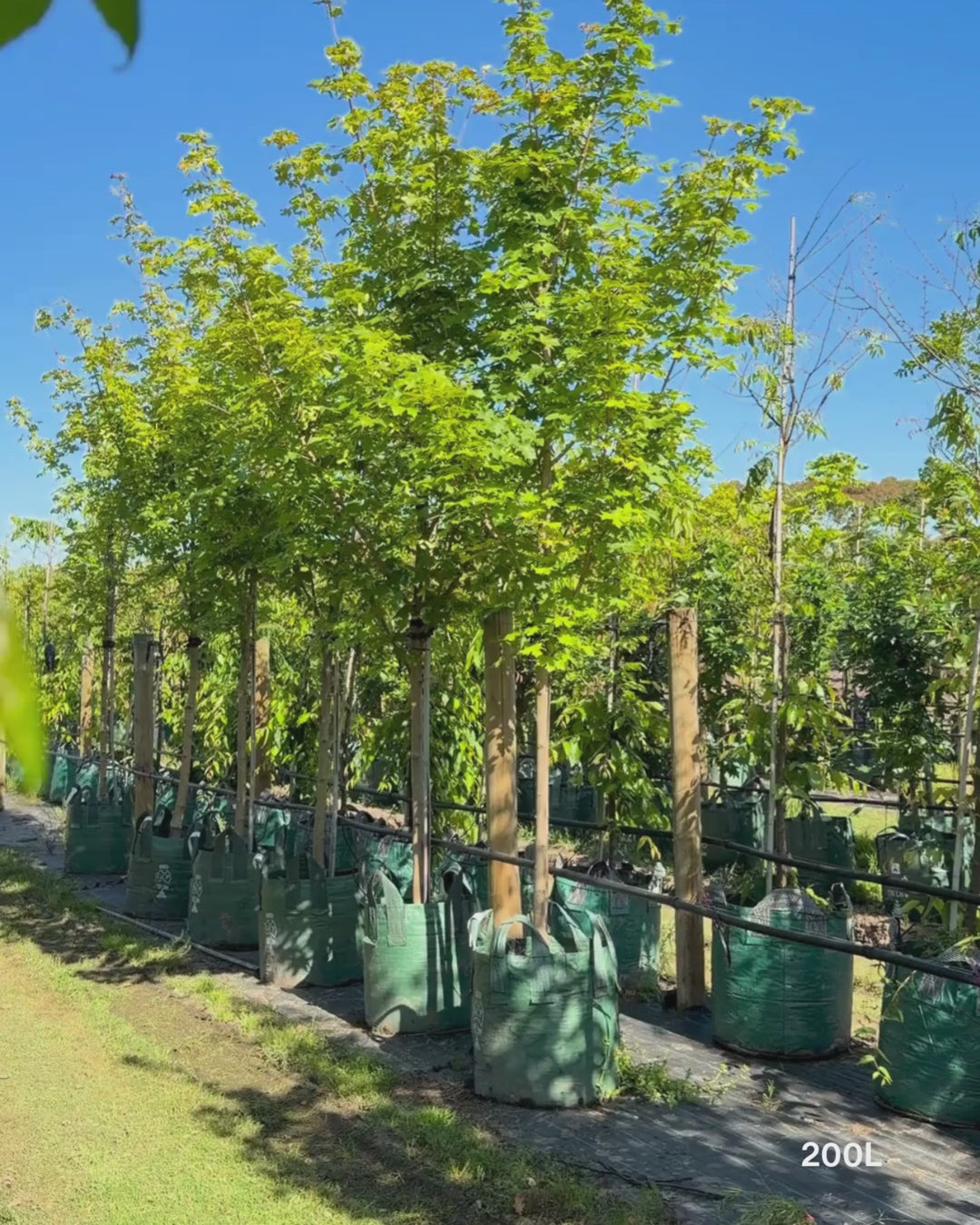 Load video: Acer truncatum x A. platanoides 'Warrenred' Pacific Sunset